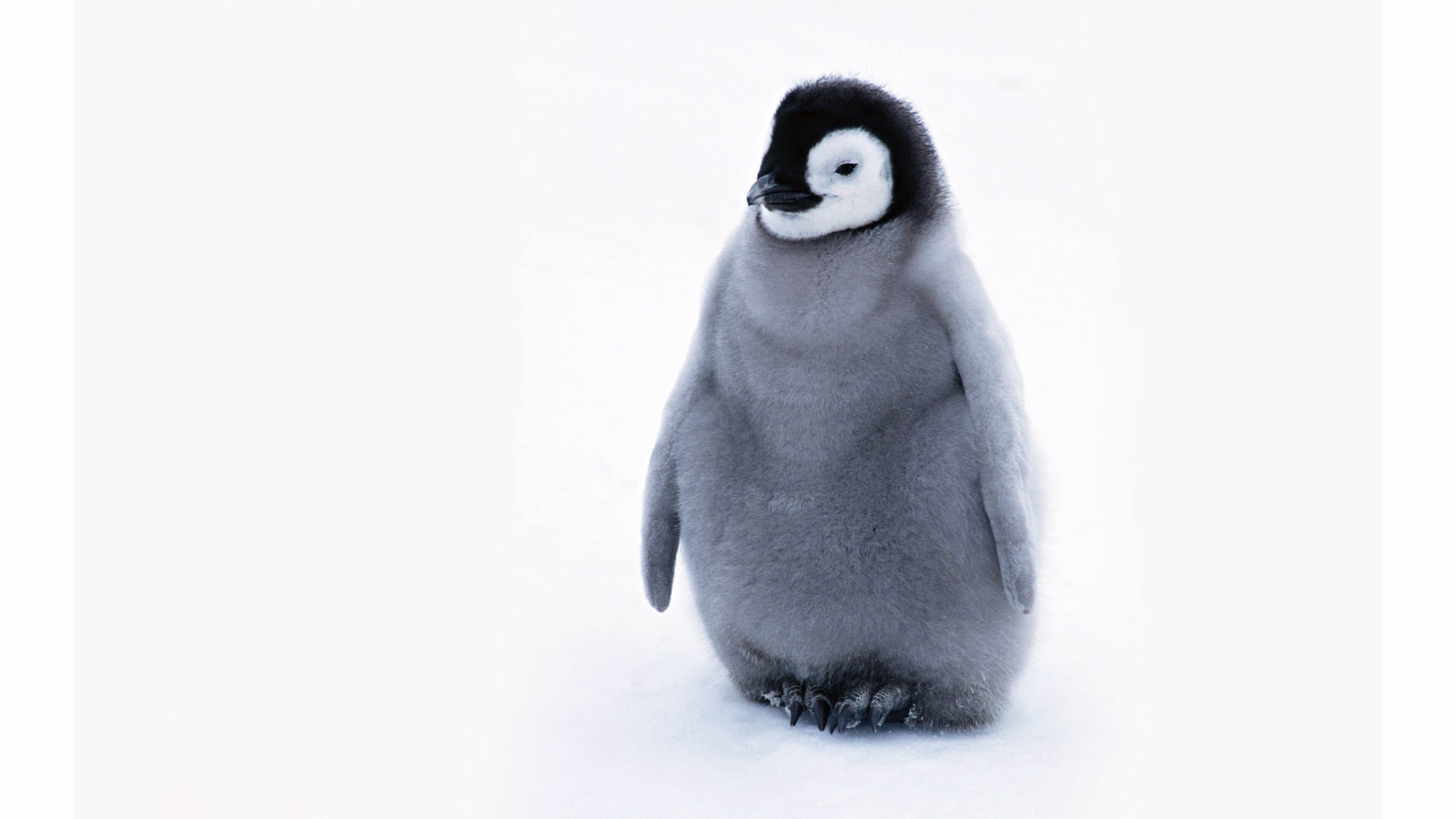 Babypenguin Wallpapers