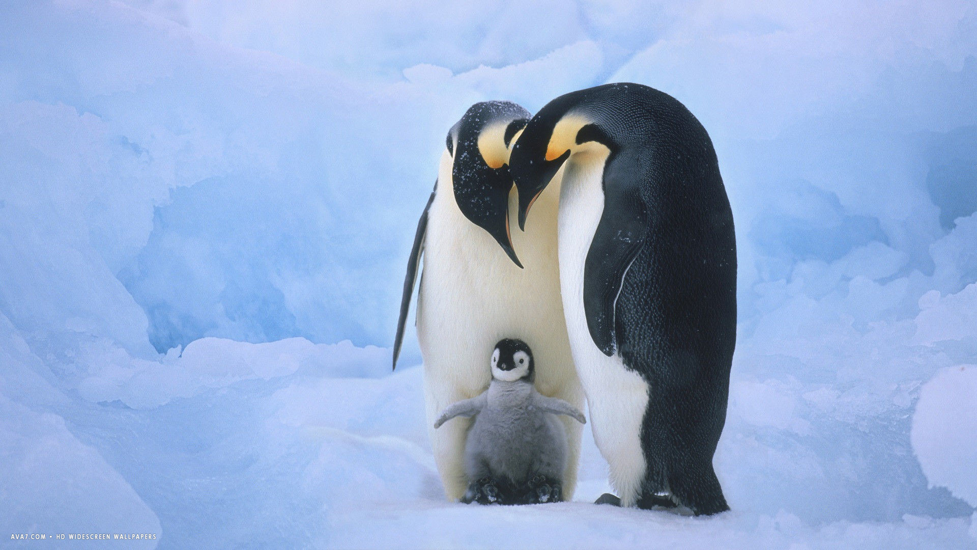 Babypenguin Wallpapers