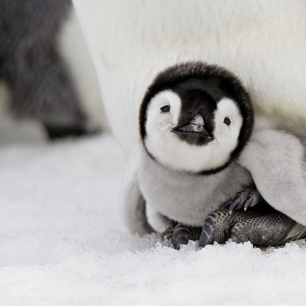 Babypenguin Wallpapers