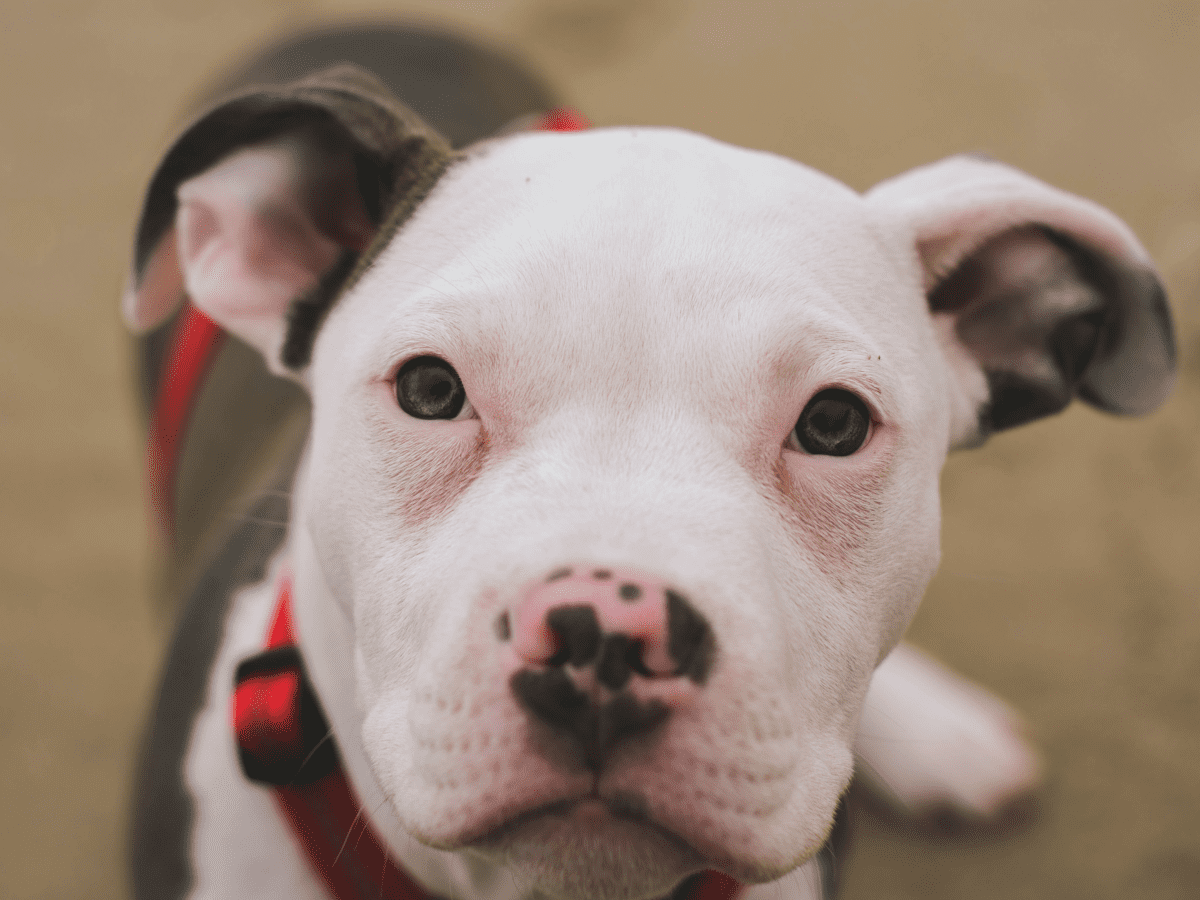 Babypitbull Wallpapers