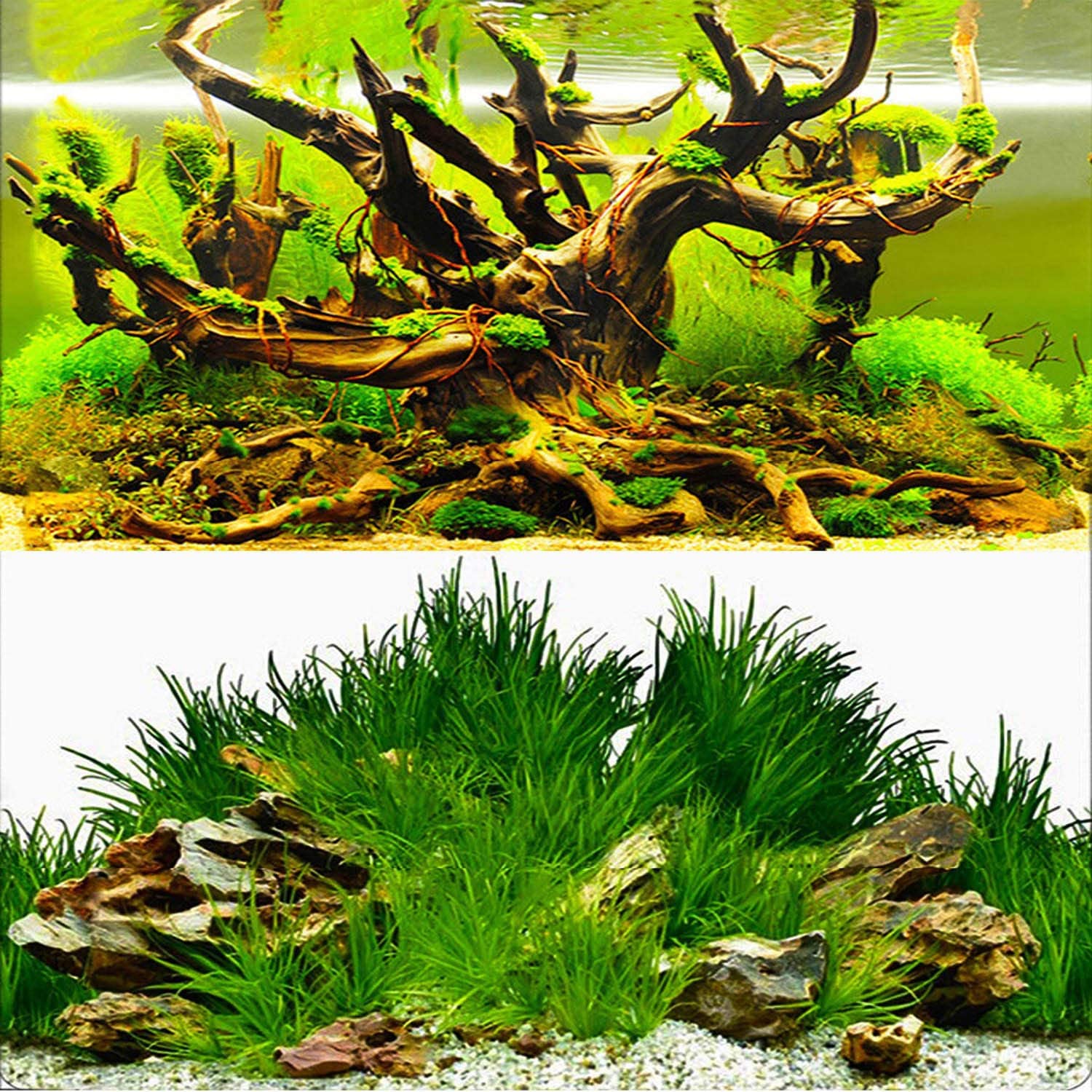 Background Aquarium Plants