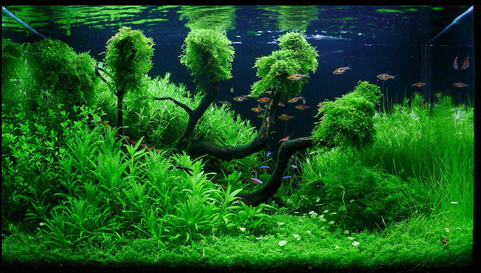 Background Aquarium Plants