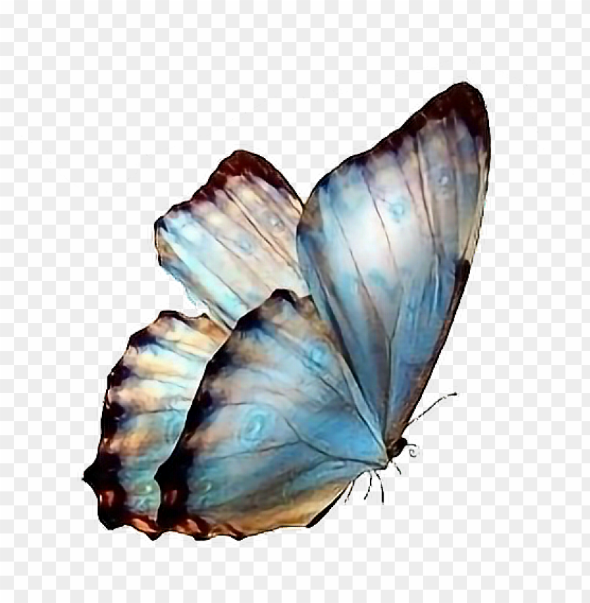 Background Butterfly