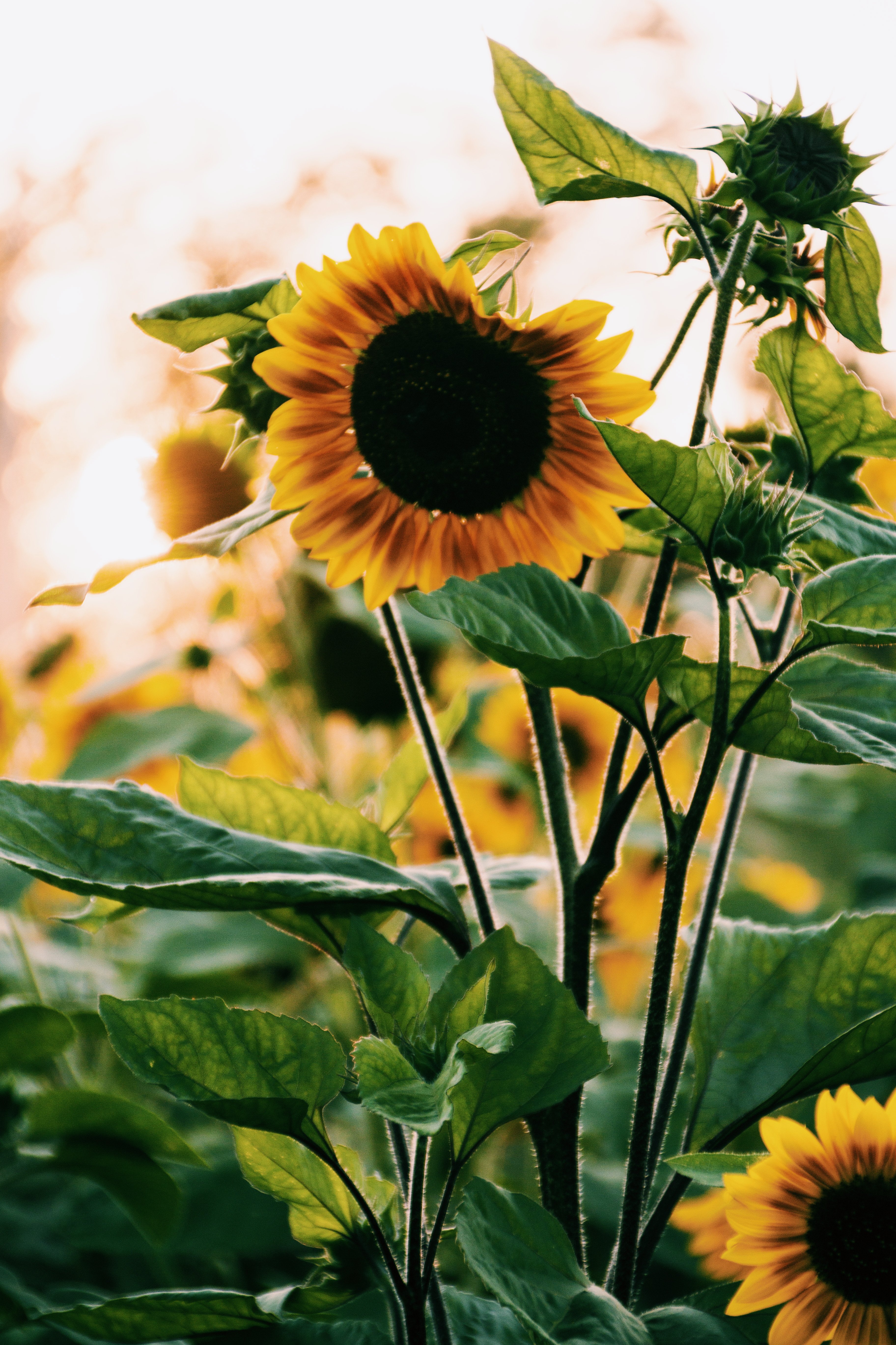 Background Sunflower