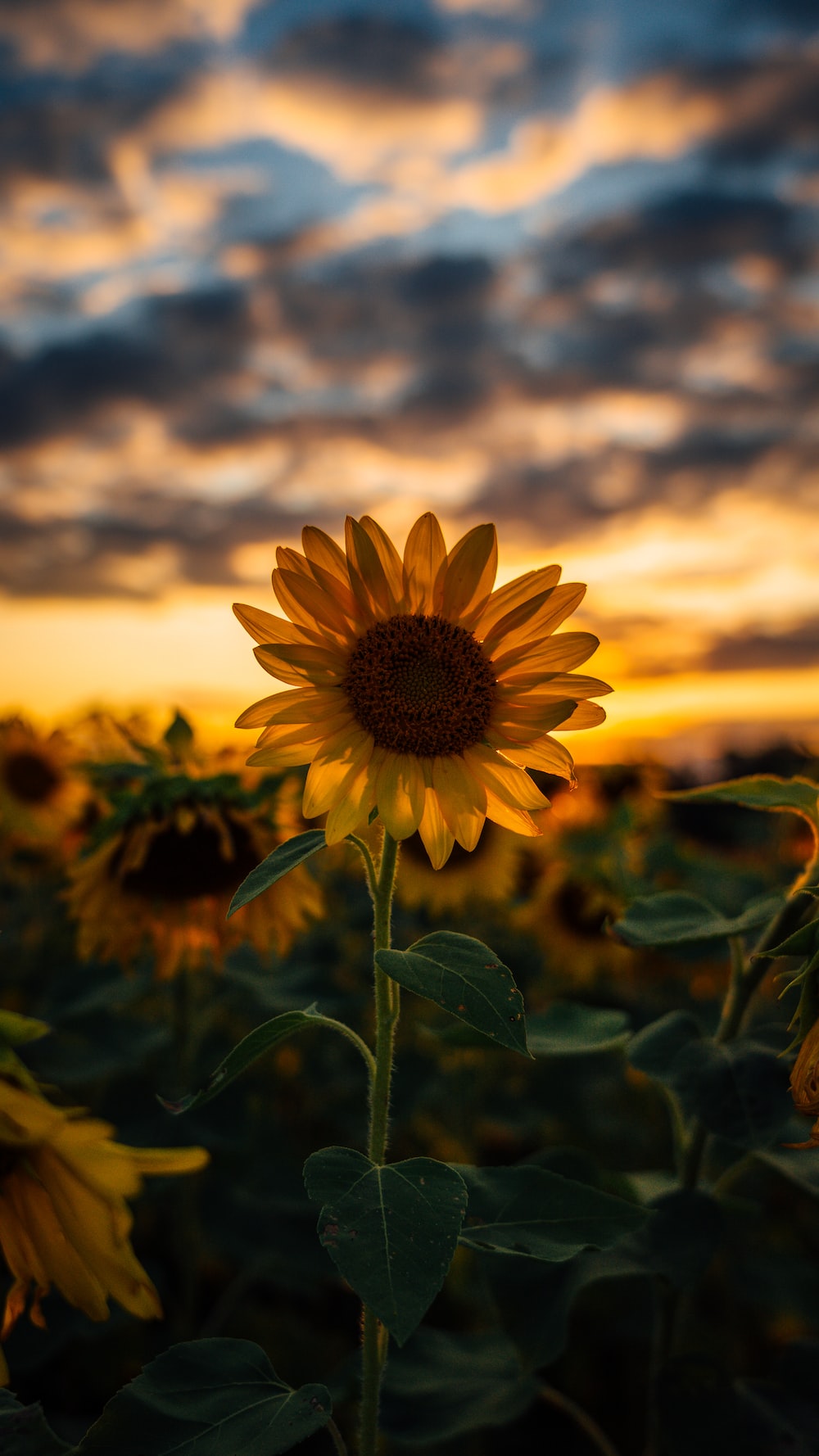 Background Sunflower