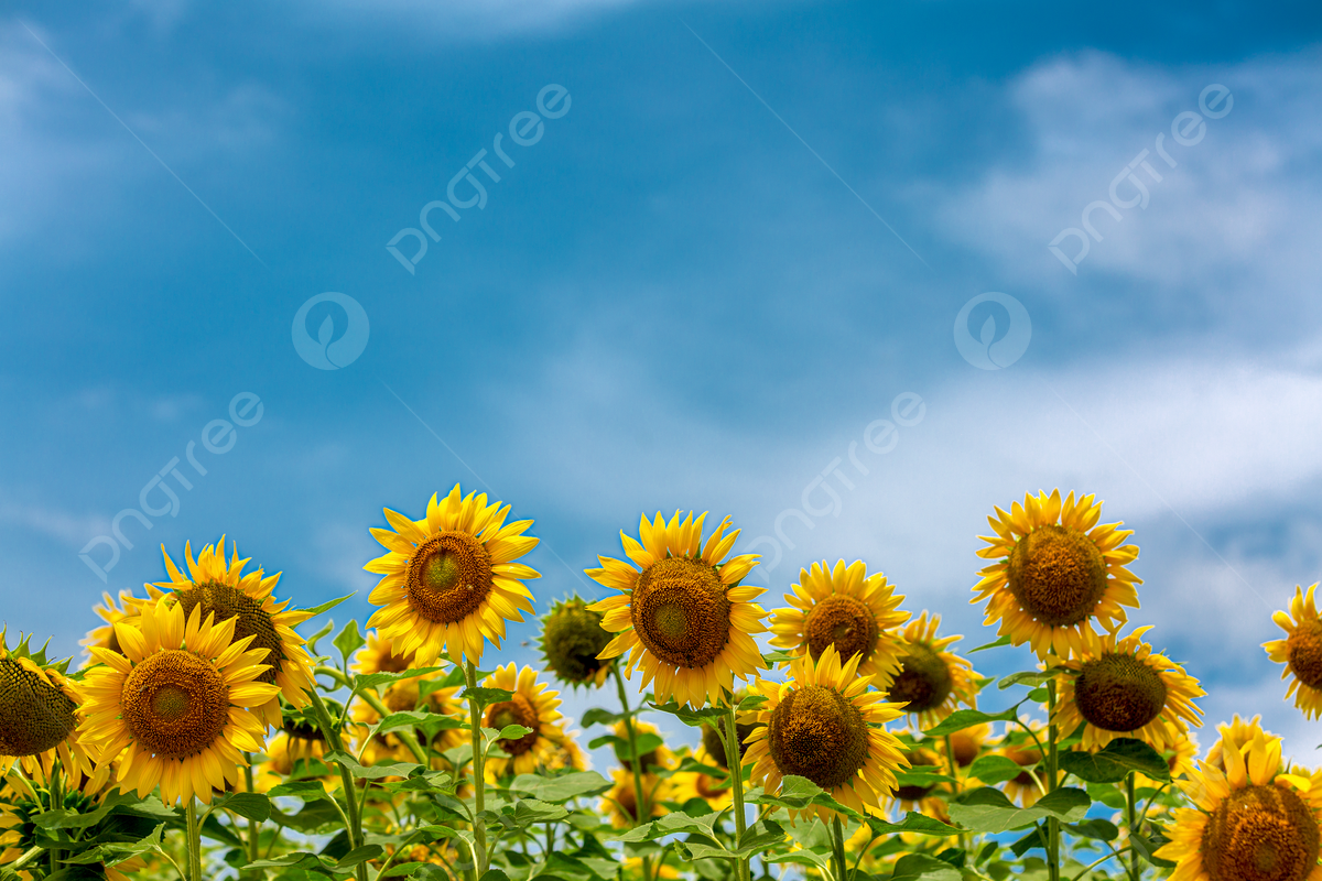 Background Sunflower