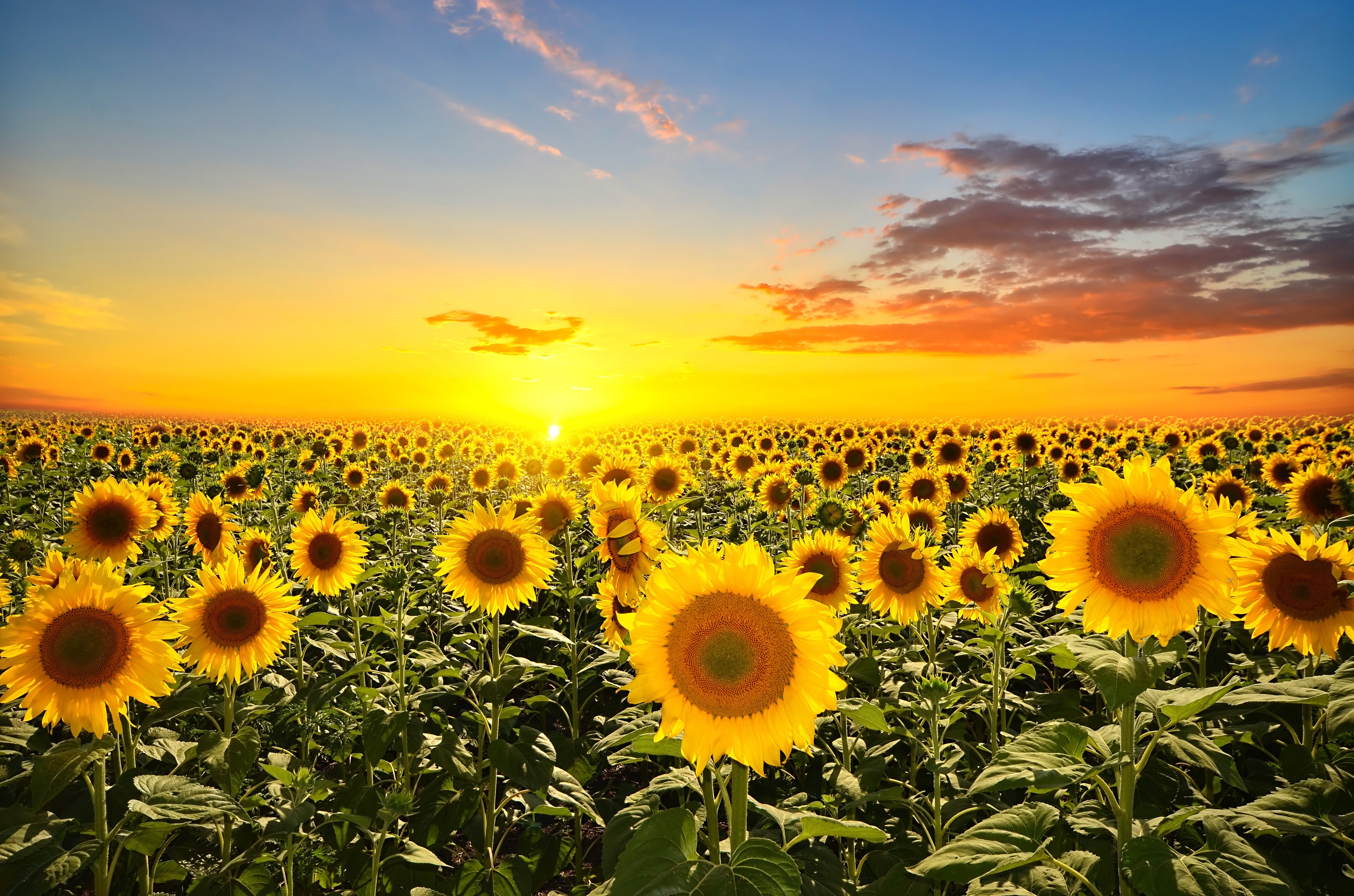 Background Sunflower