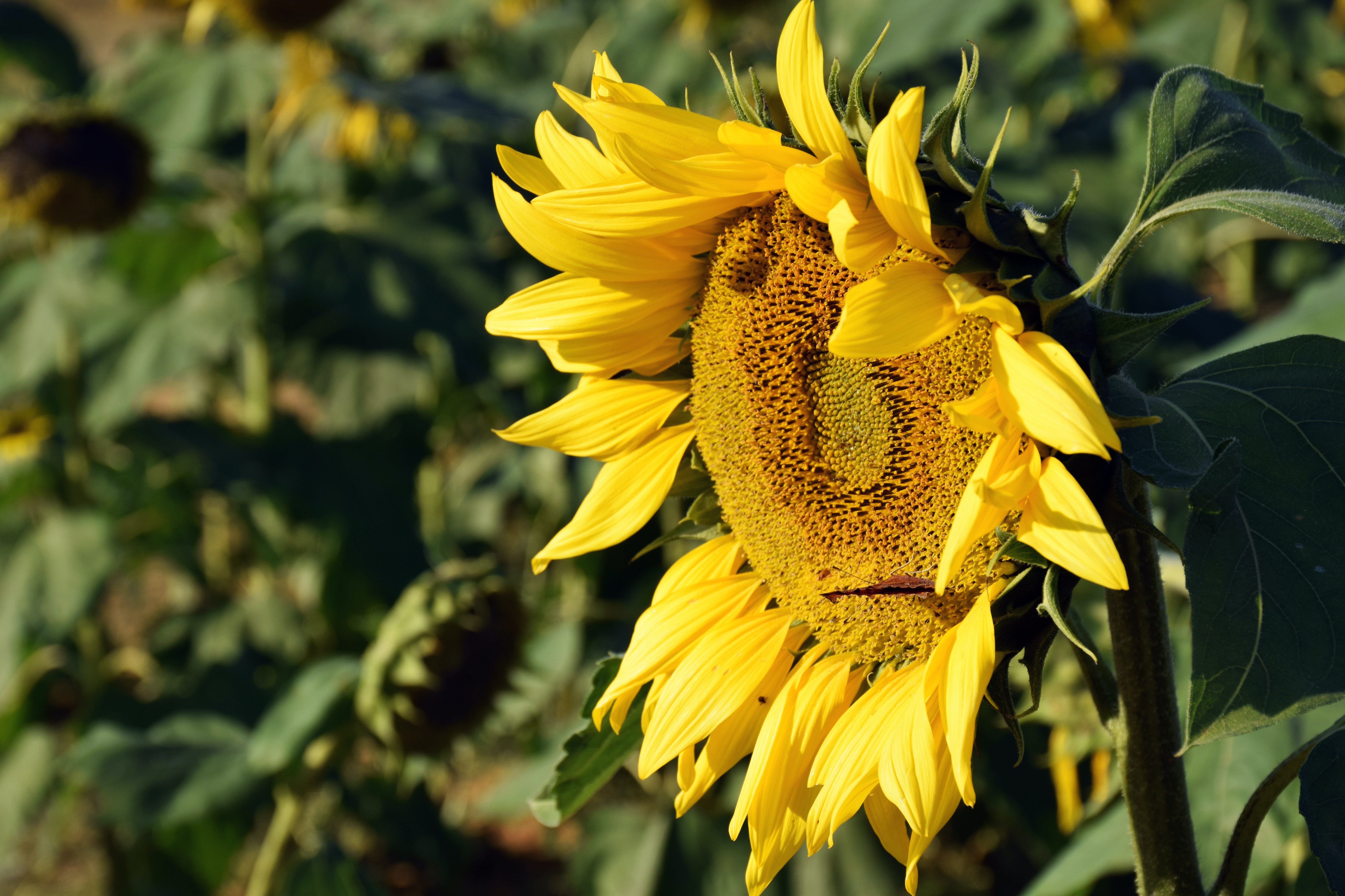 Background Sunflower