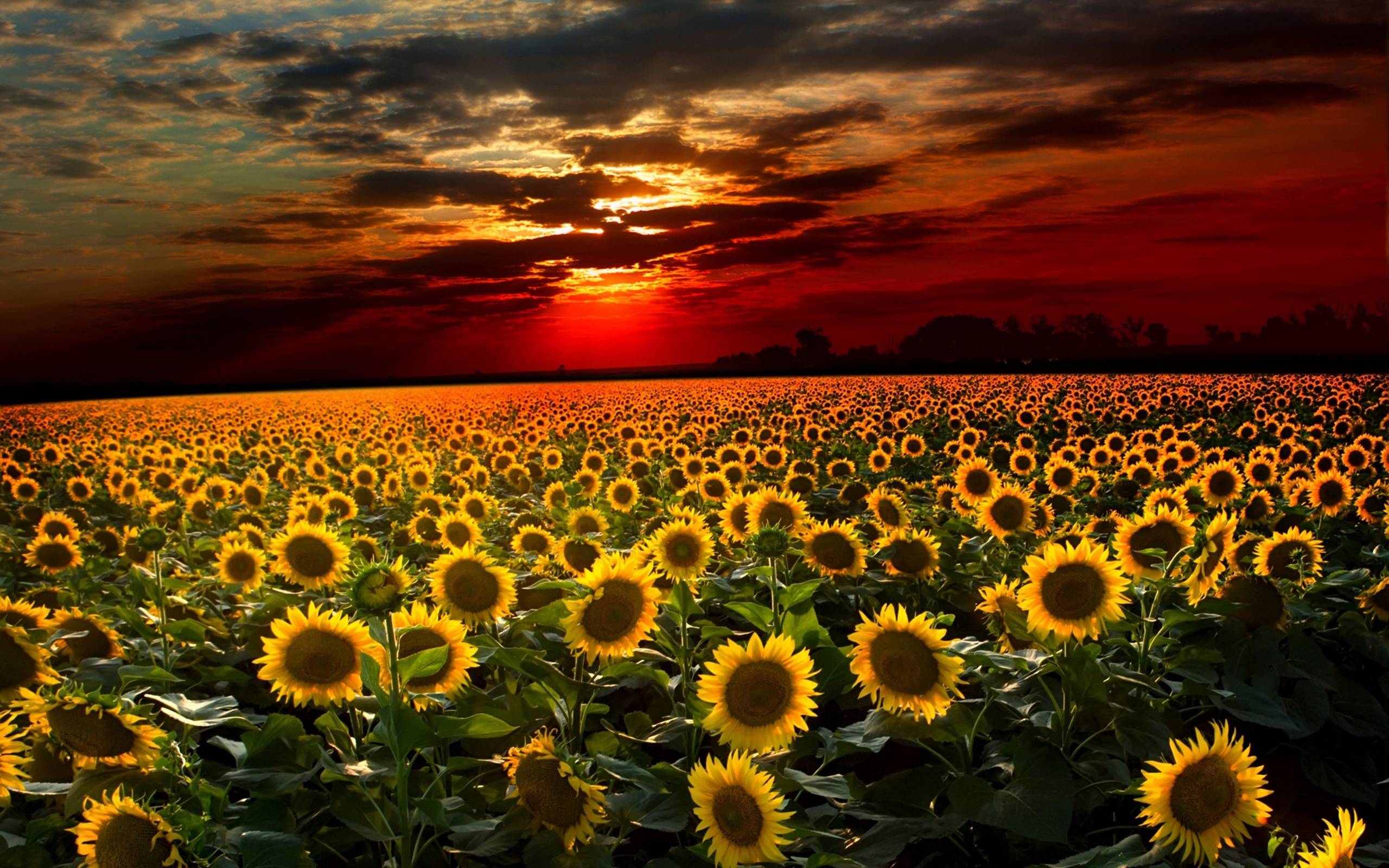 Background Sunflower