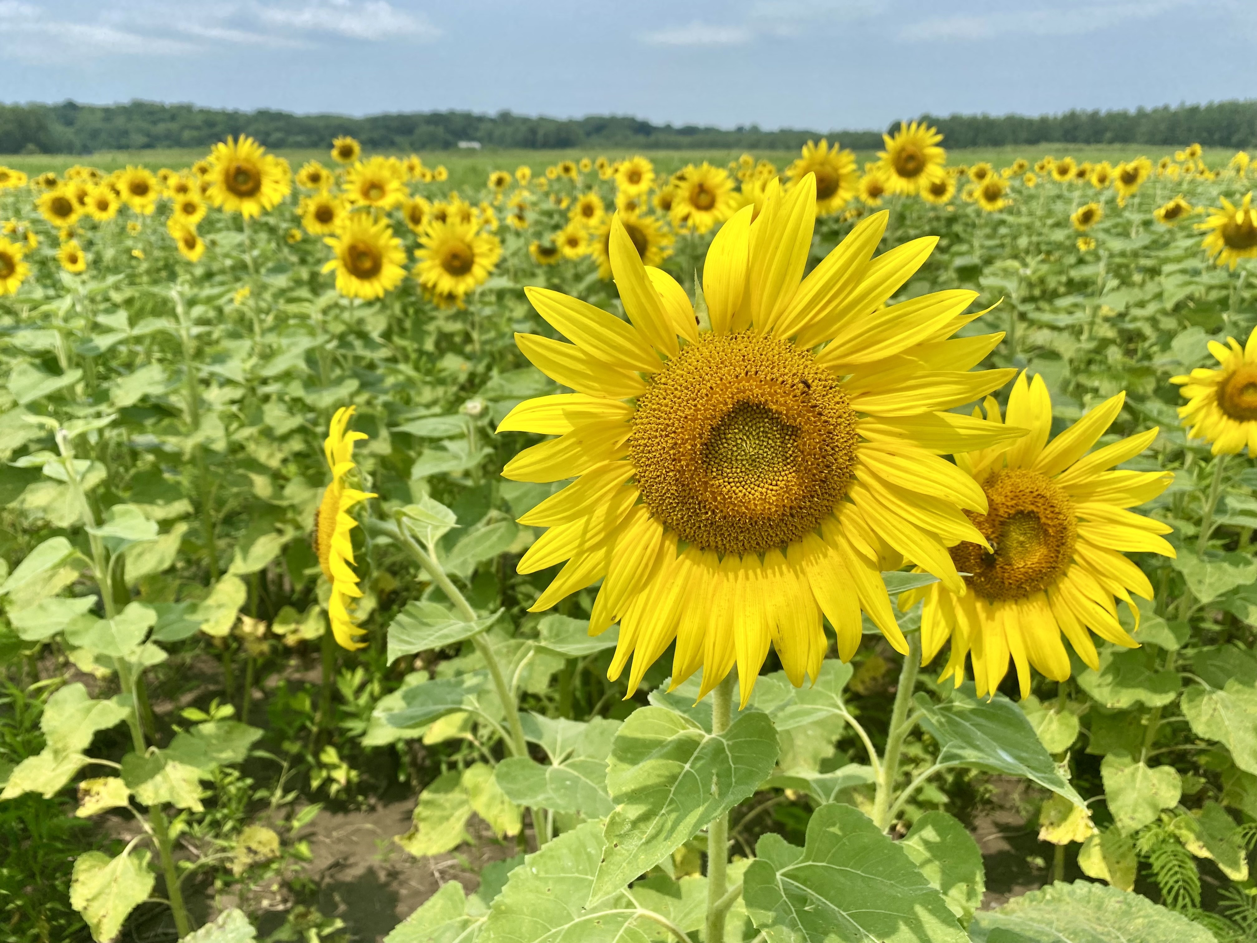 Background Sunflower