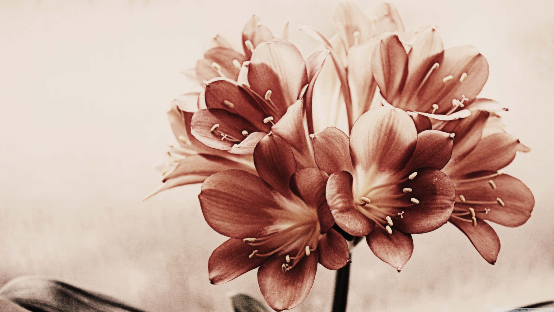 Background Vintage Flower