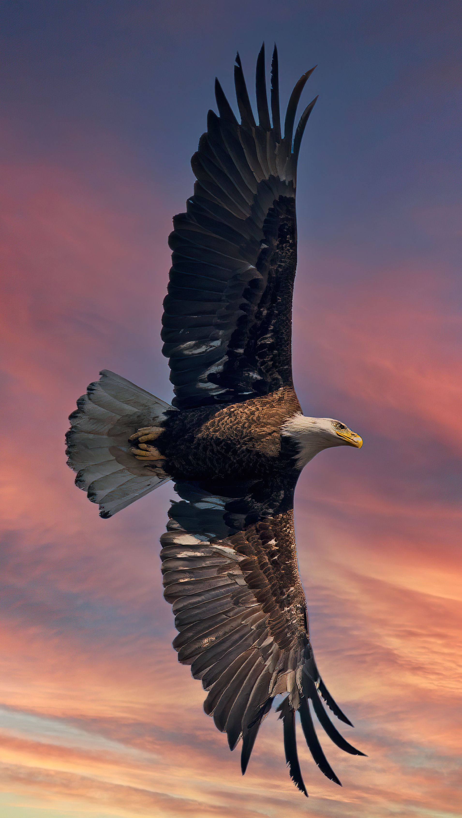 Bald Eagle Wallpapers