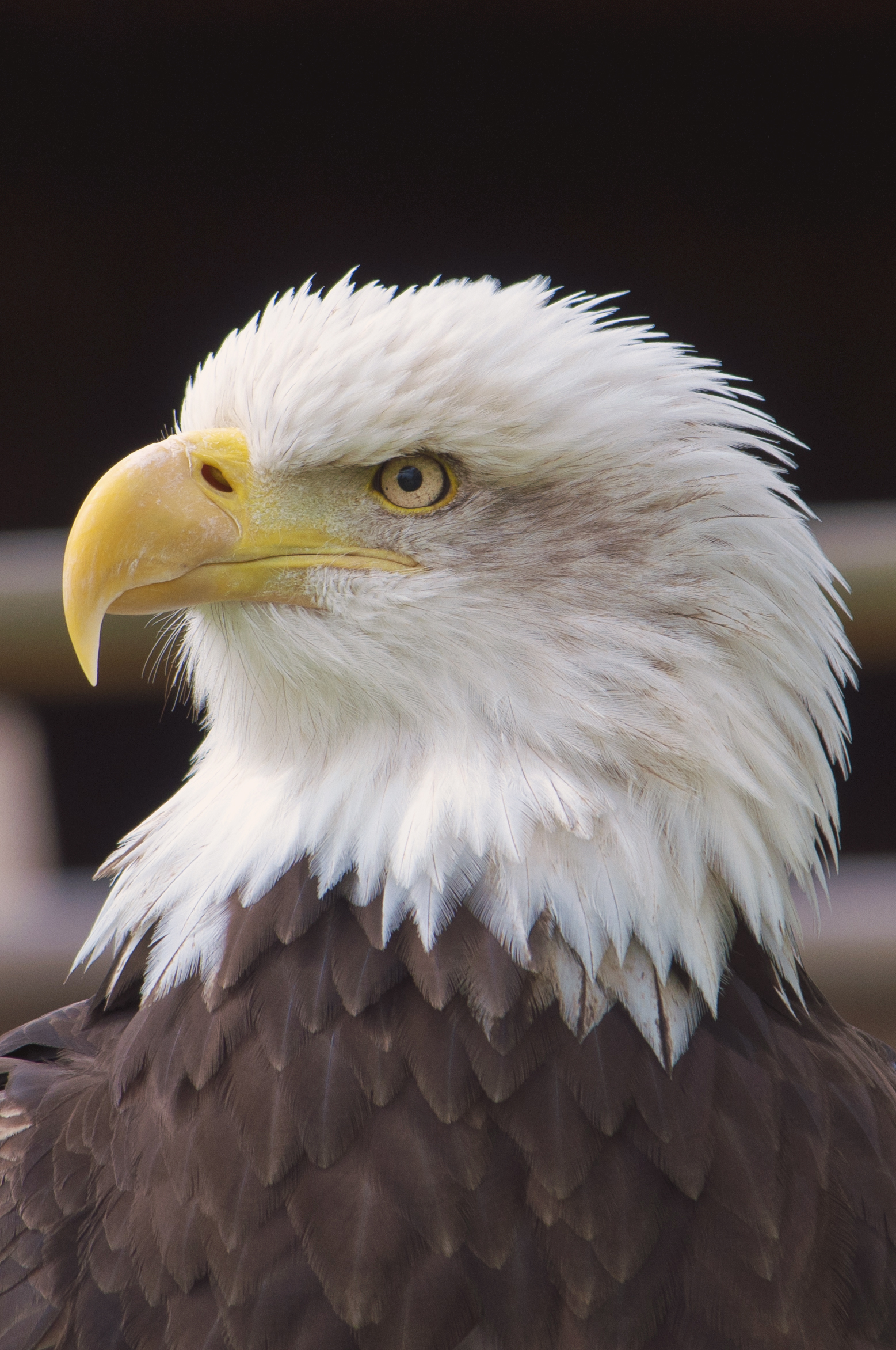 Bald Eagle Wallpapers