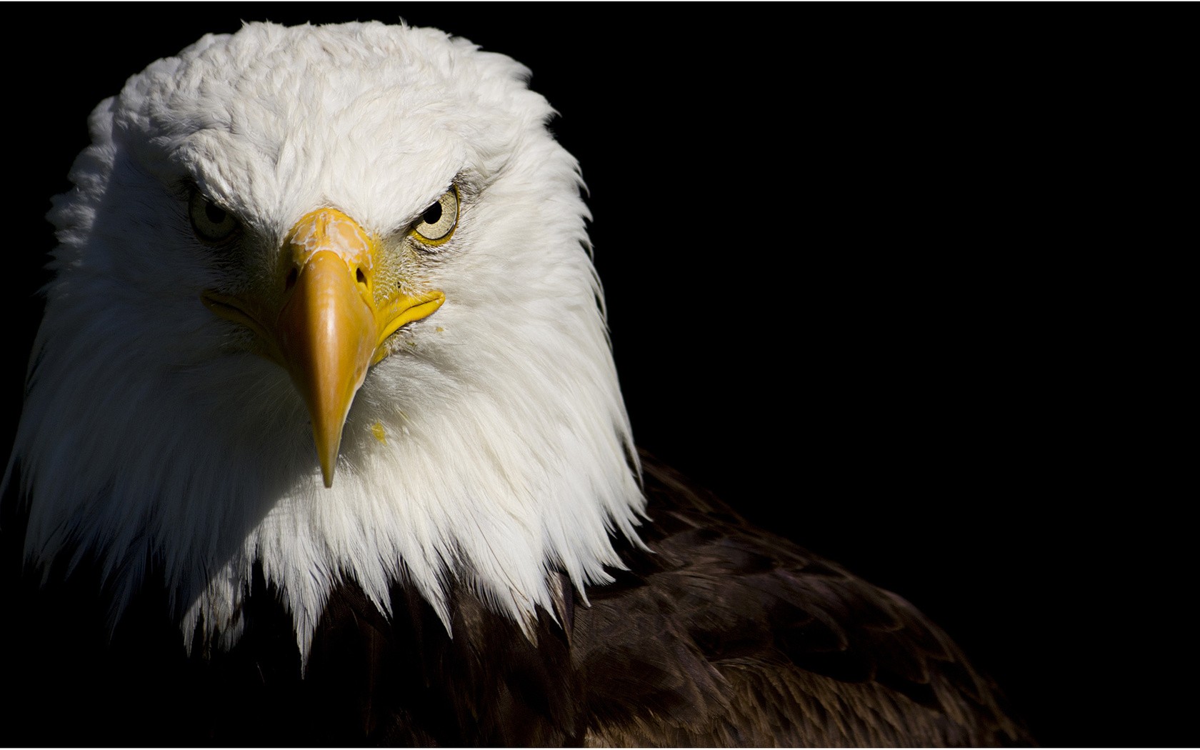 Bald Eagles Wallpapers