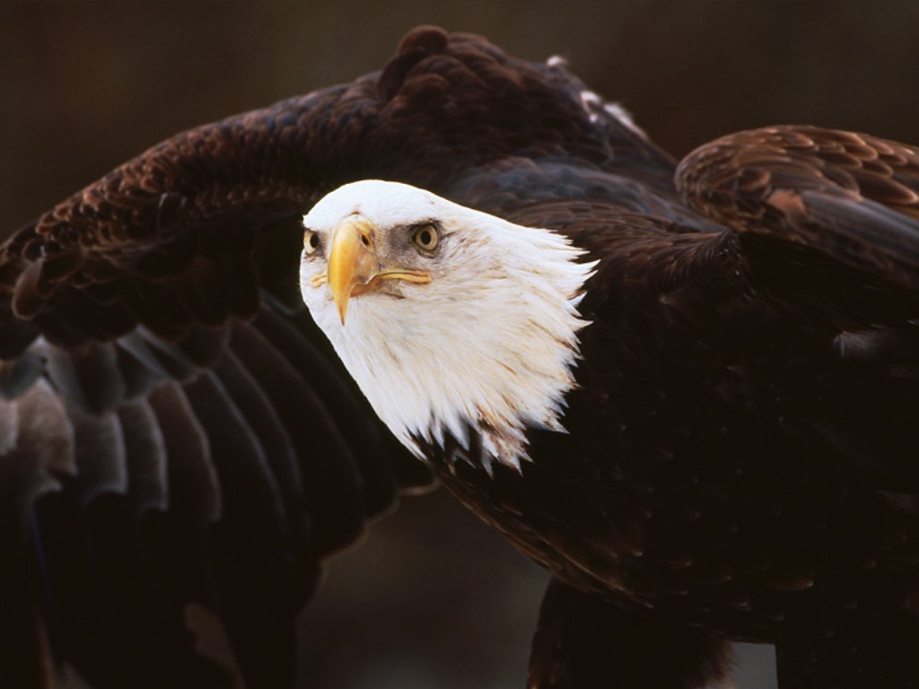 Bald Eagles Wallpapers