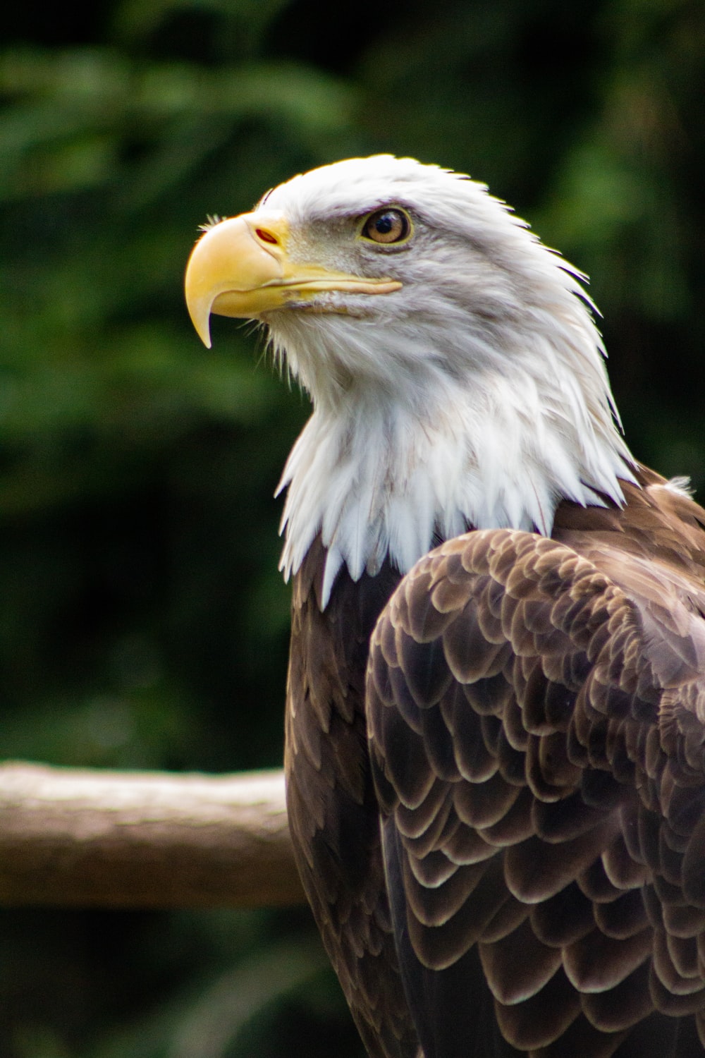 Bald Eagles Wallpapers