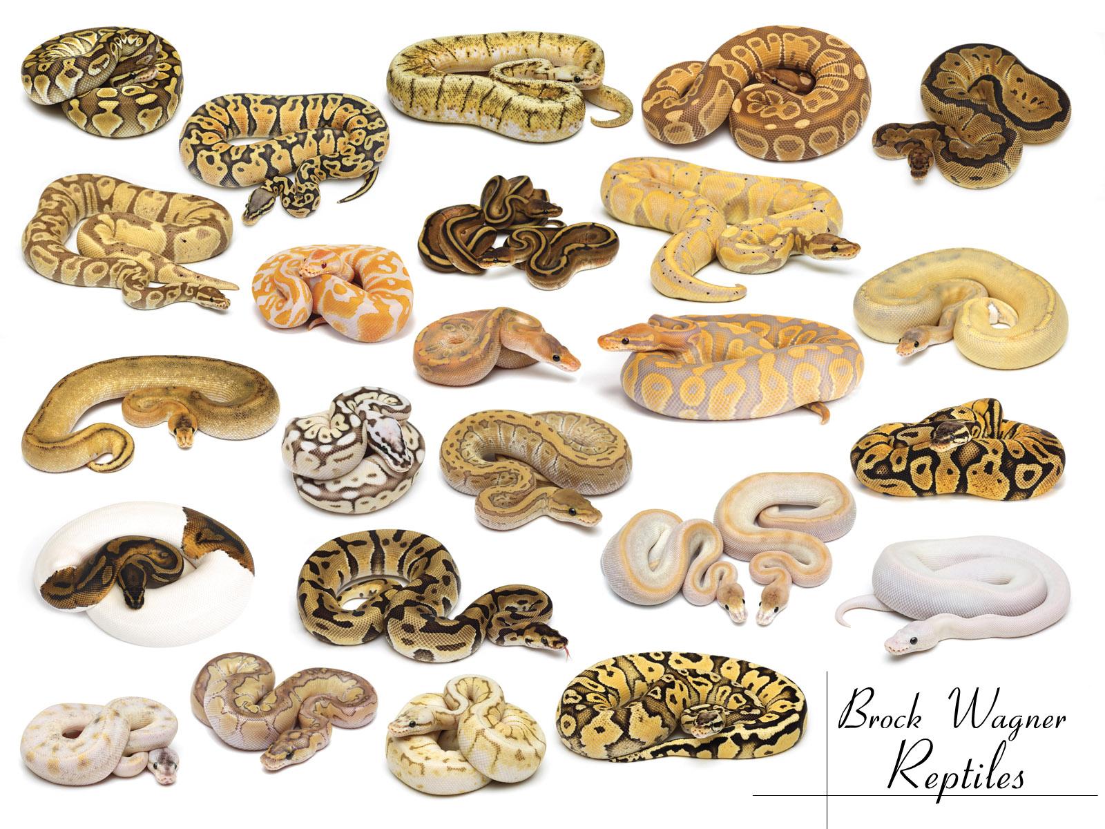 Ball Python Wallpapers