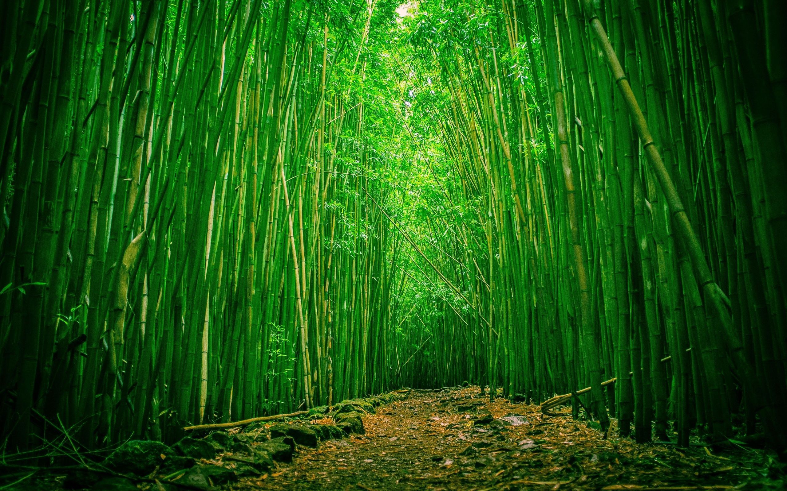 Bamboo Forest Background