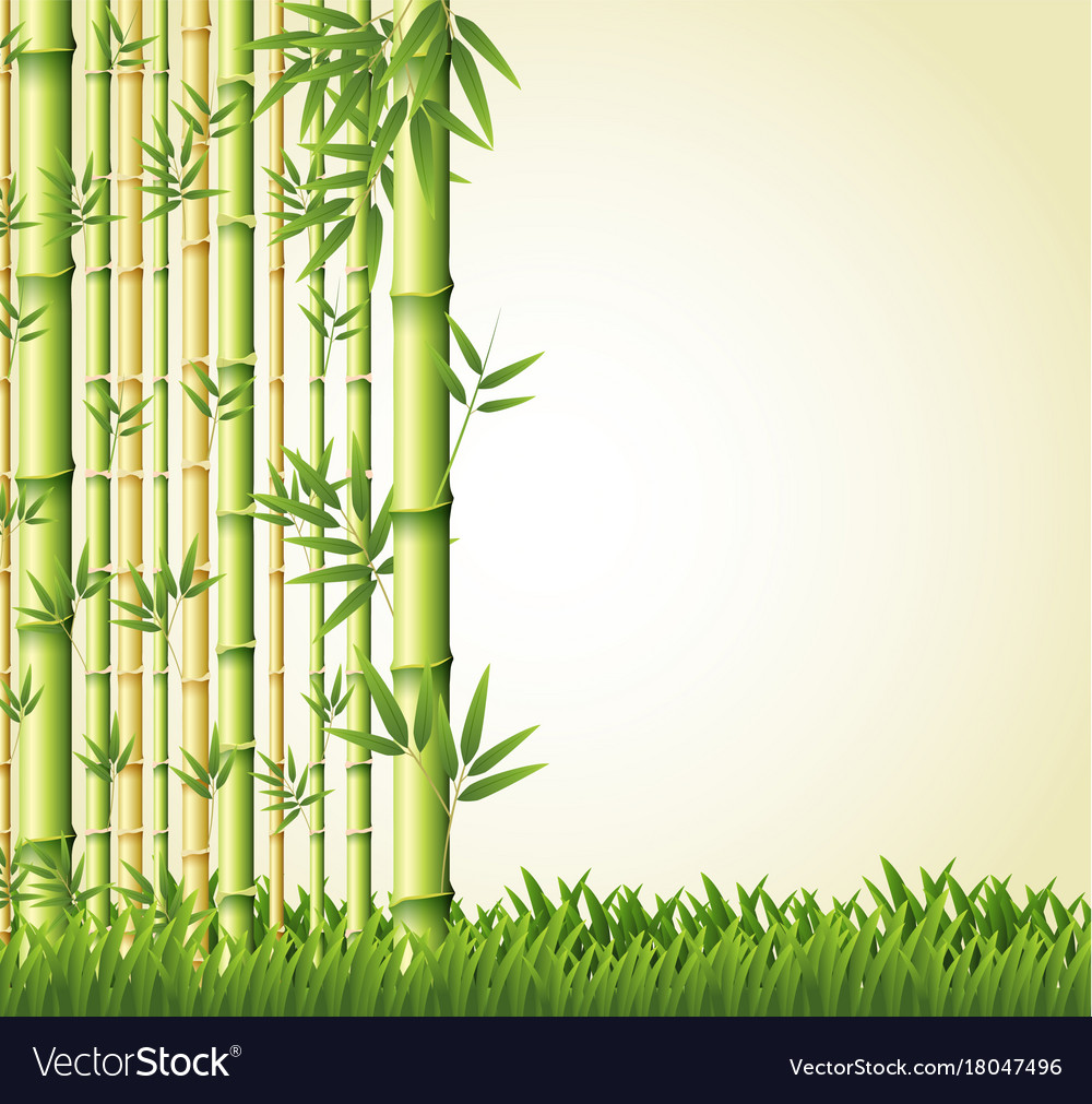 Bamboo Forest Background