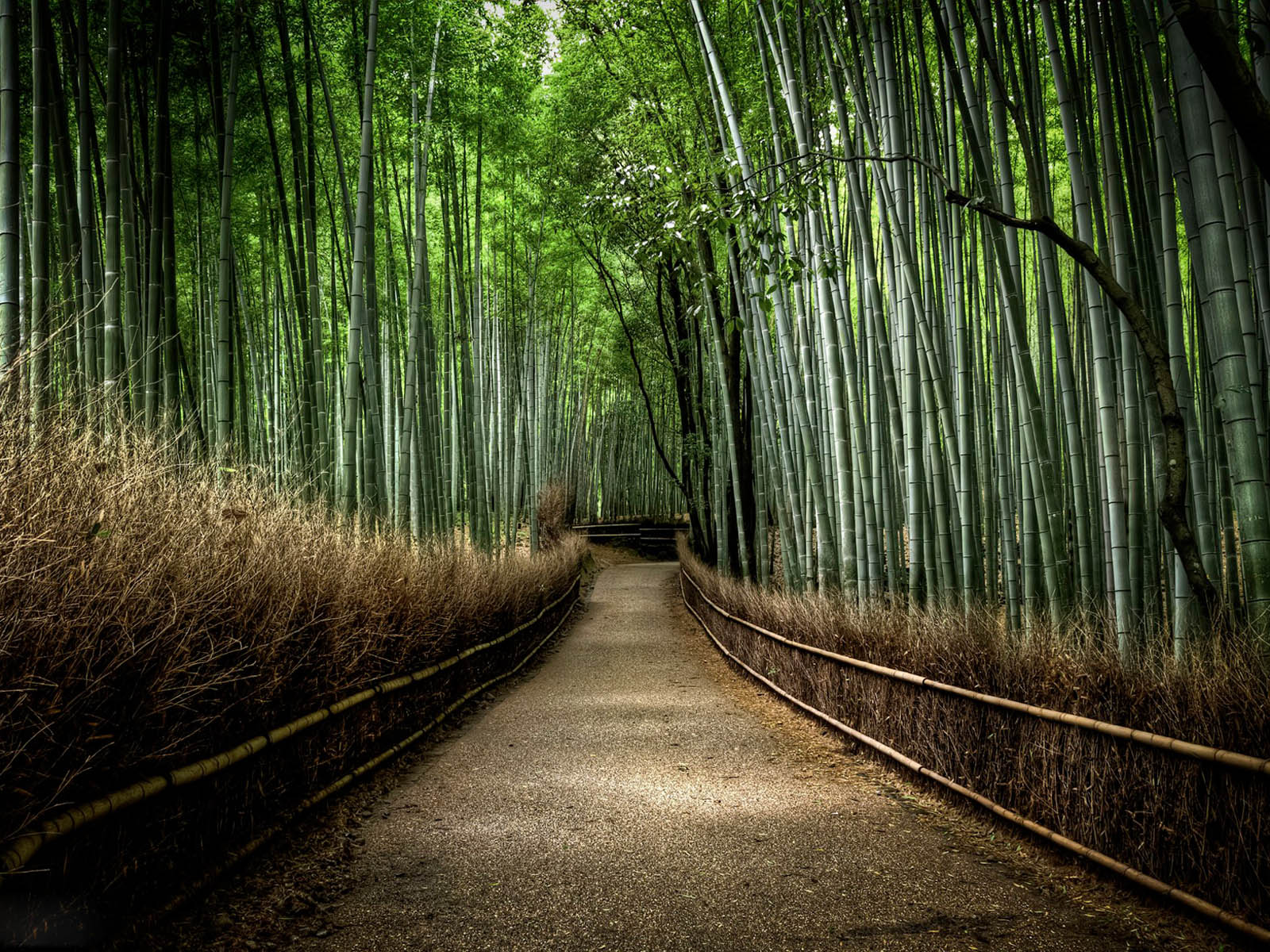 Bamboo Forest Background