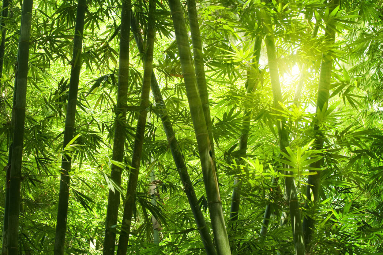 Bamboo Forest Wallpapers