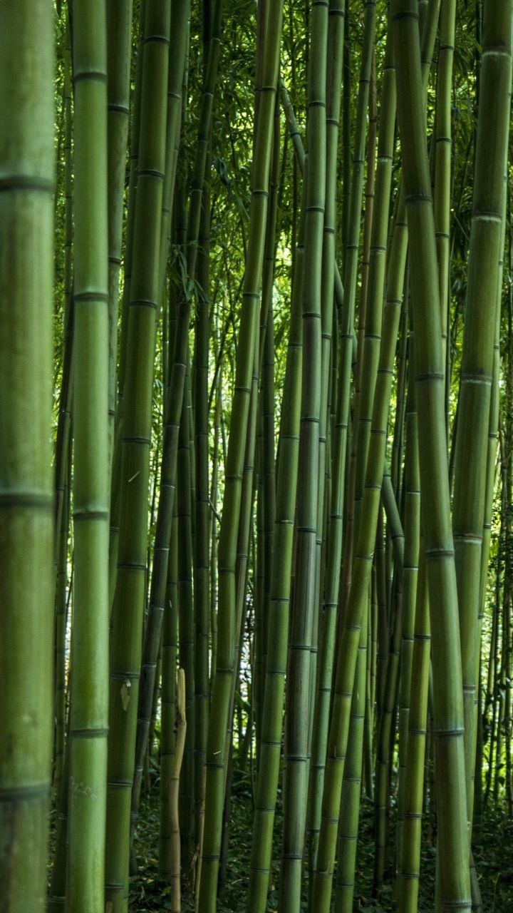 Bamboo Iphone Wallpapers