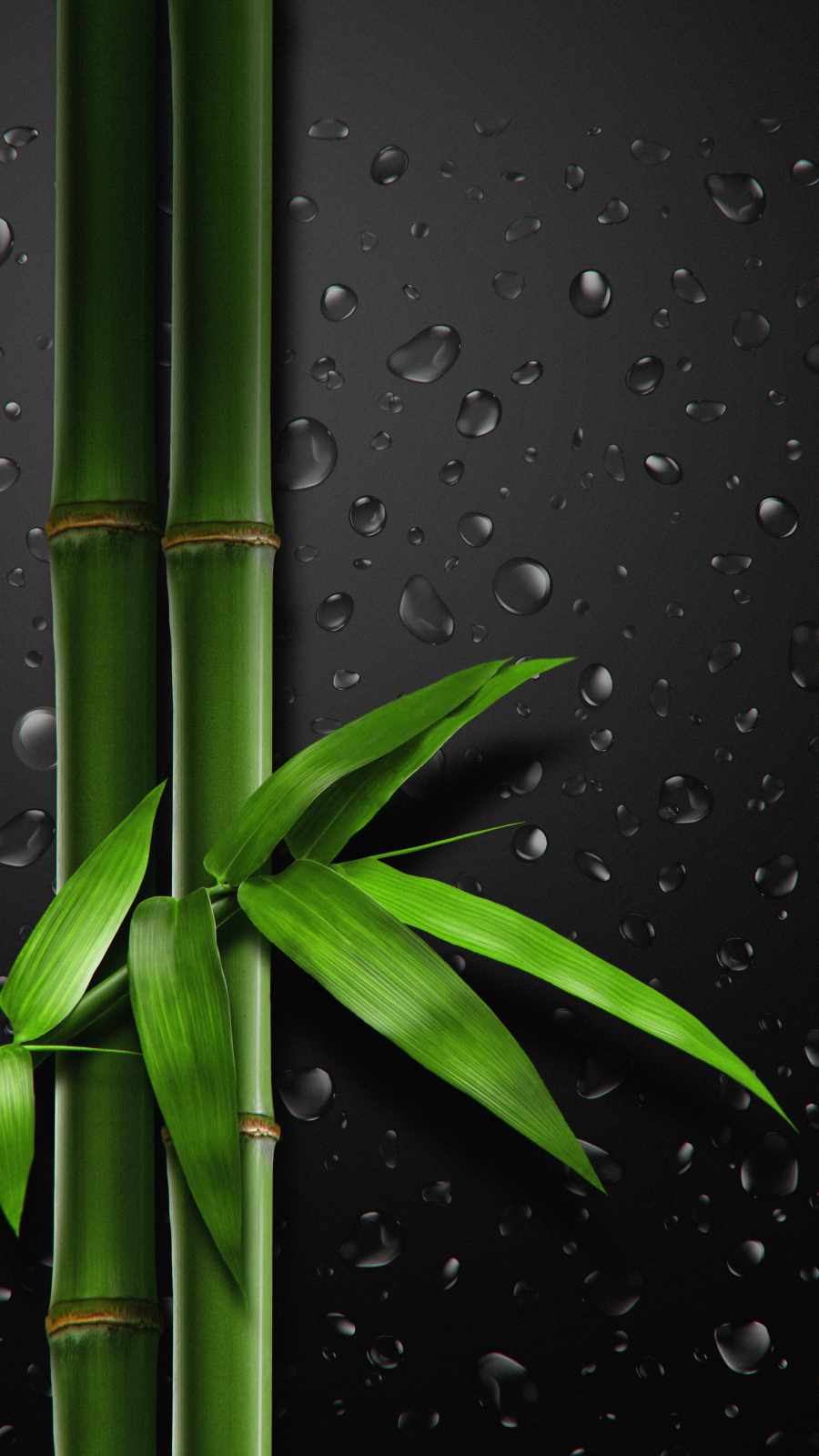 Bamboo Iphone Wallpapers