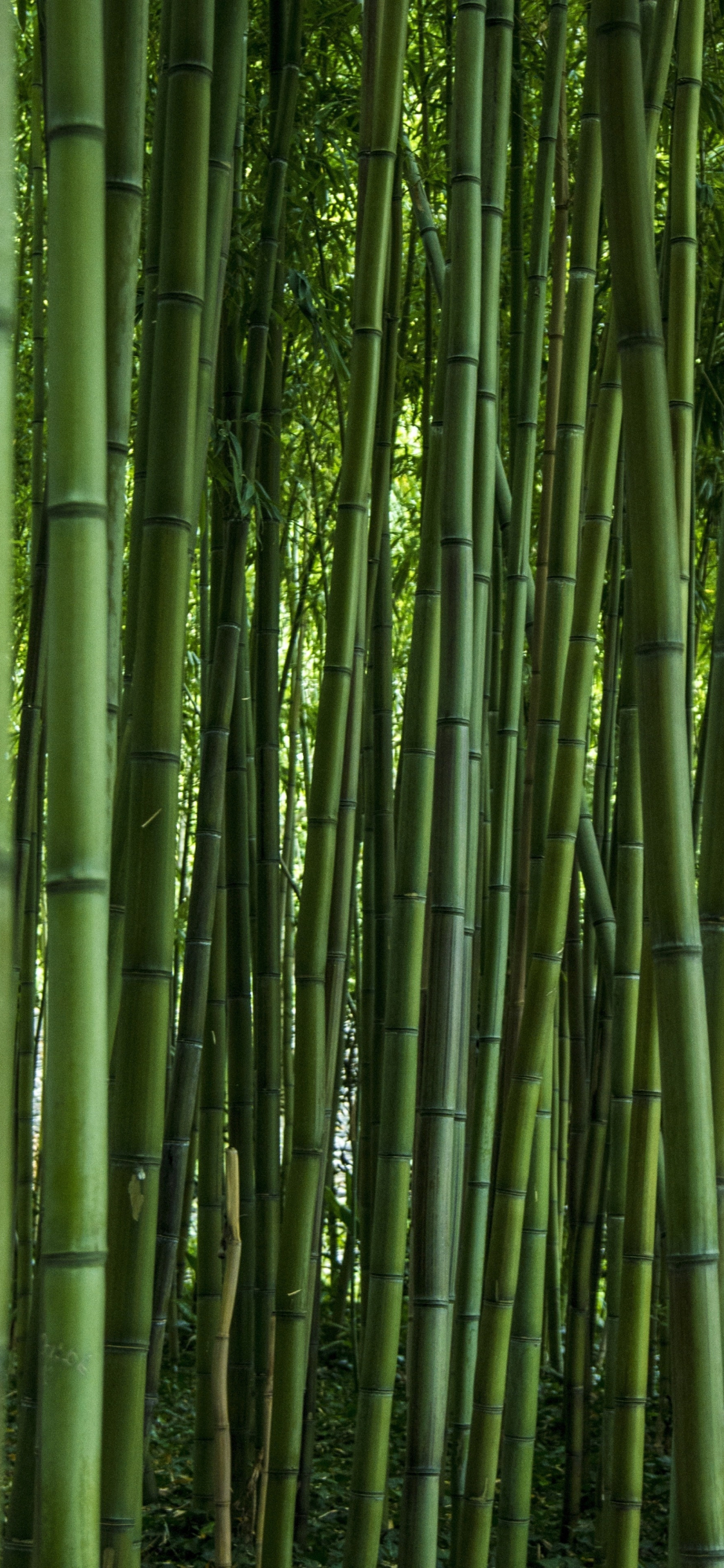 Bamboo Iphone Wallpapers