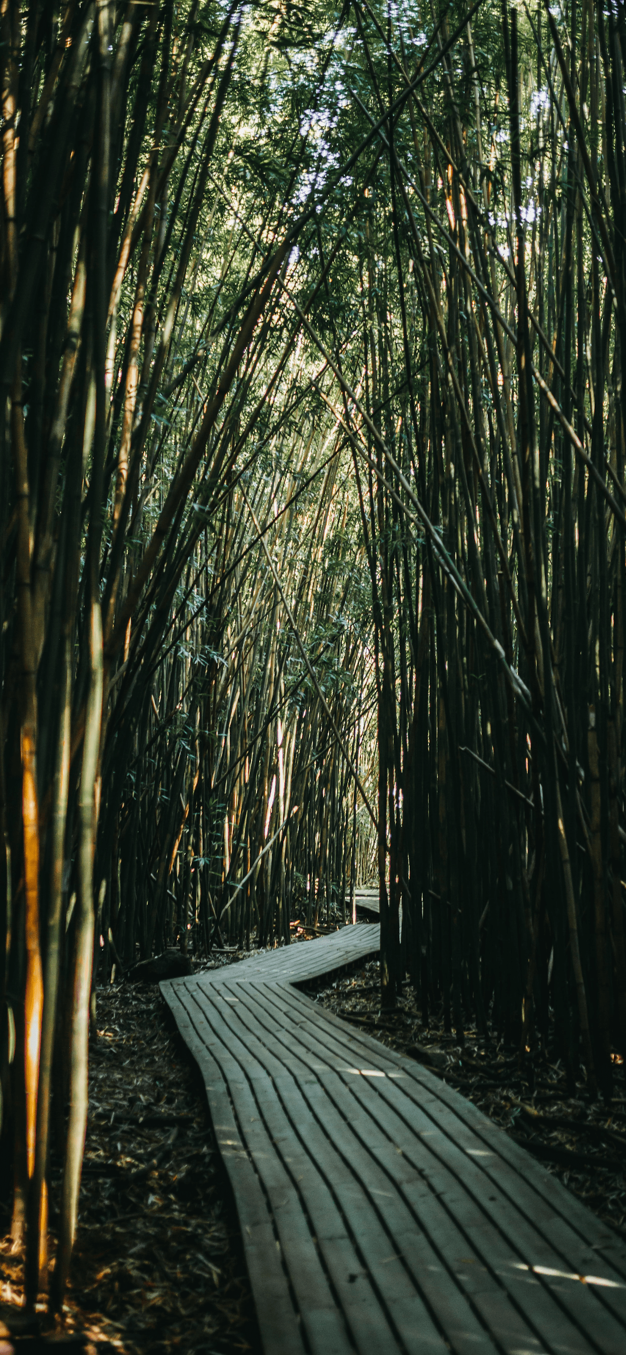 Bamboo Iphone Wallpapers