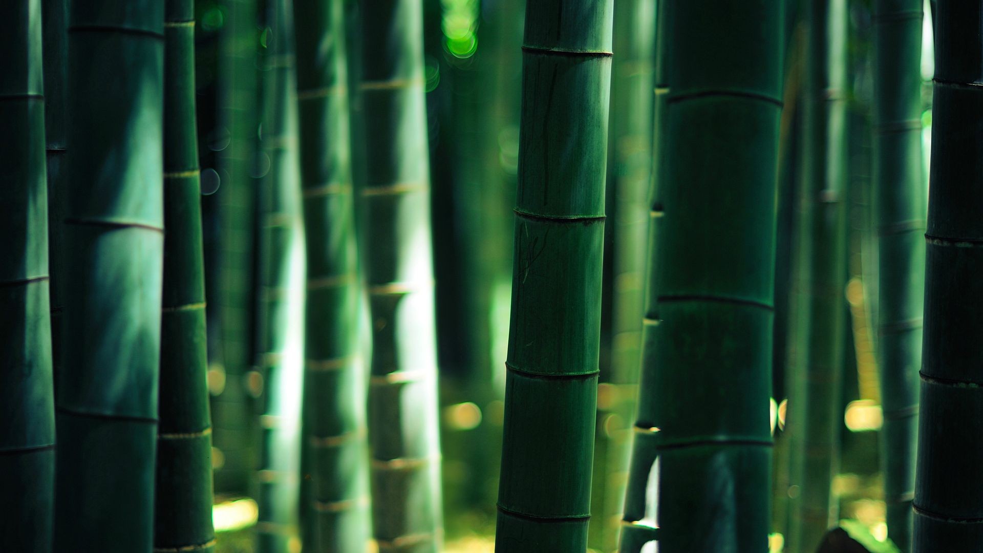 Bamboo Iphone Wallpapers