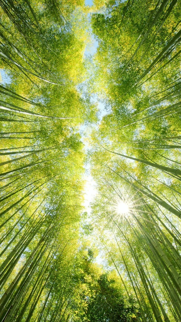 Bamboo Iphone Wallpapers