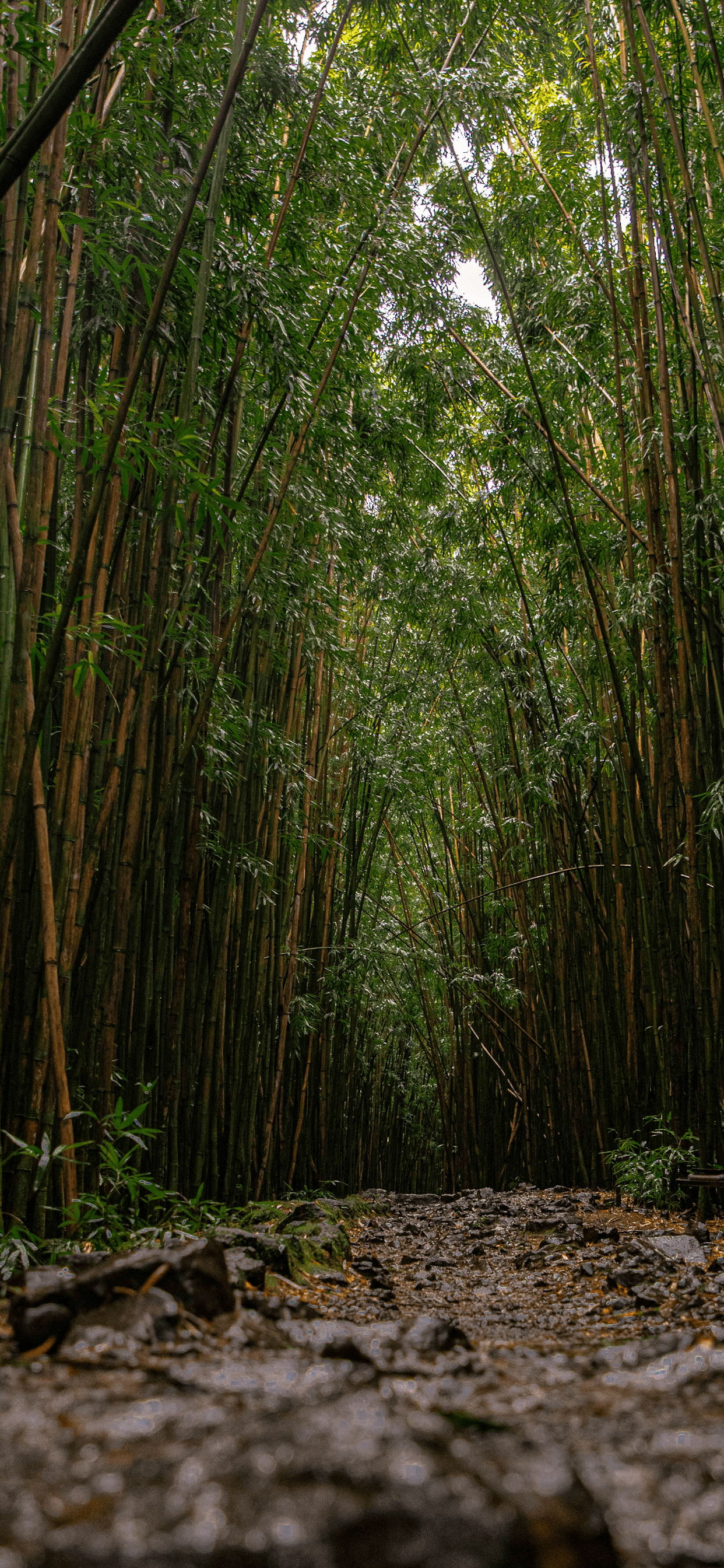 Bamboo Iphone Wallpapers