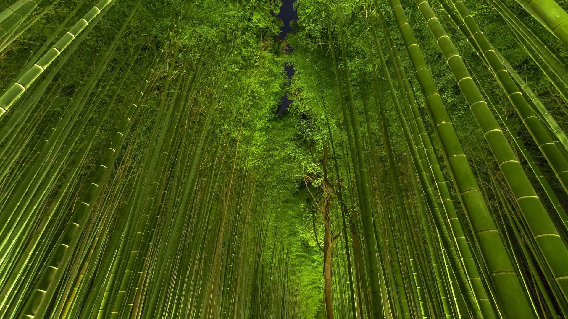 Bamboo Iphone Wallpapers