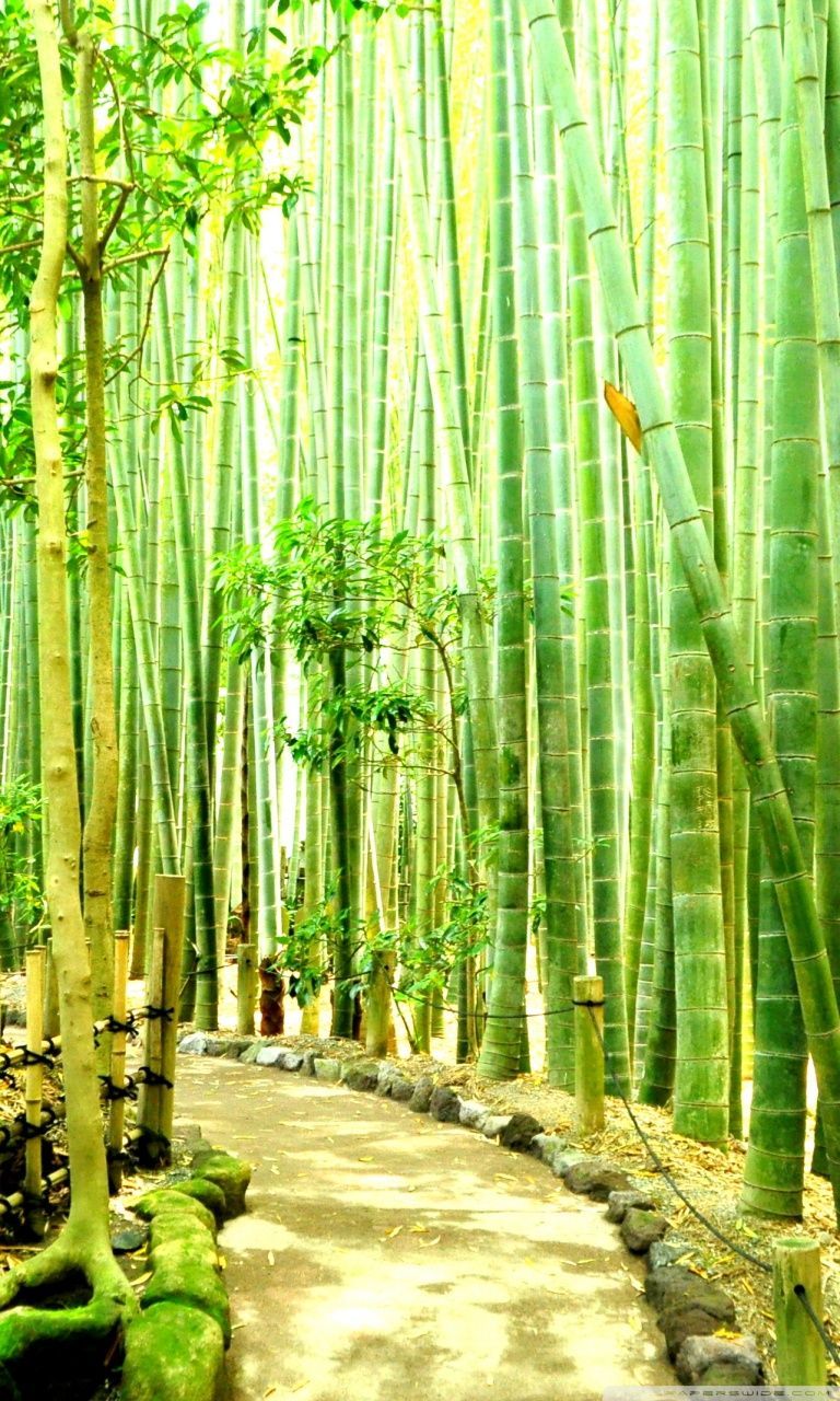 Bamboo Iphone Wallpapers