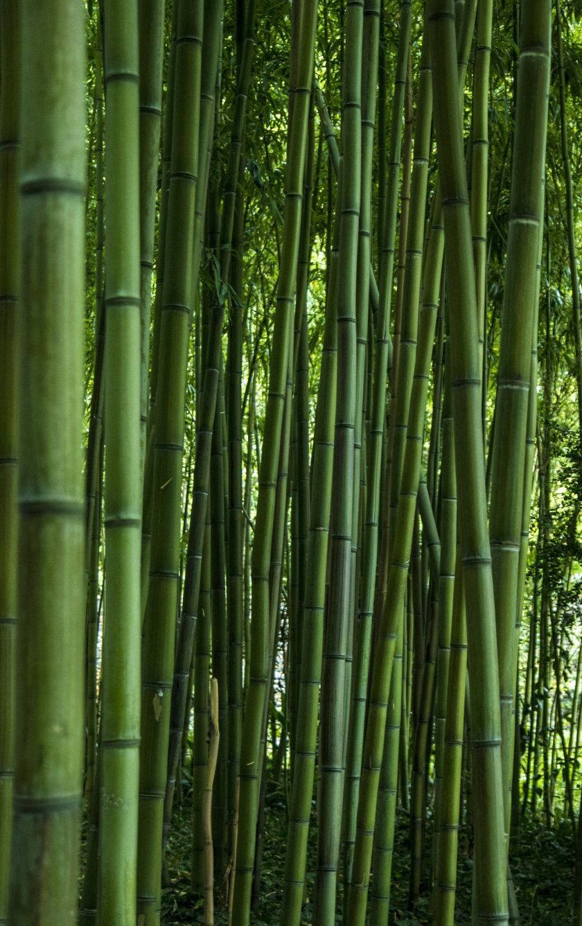 Bamboo Iphone Wallpapers