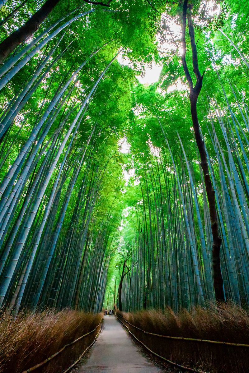 Bamboo Iphone Wallpapers