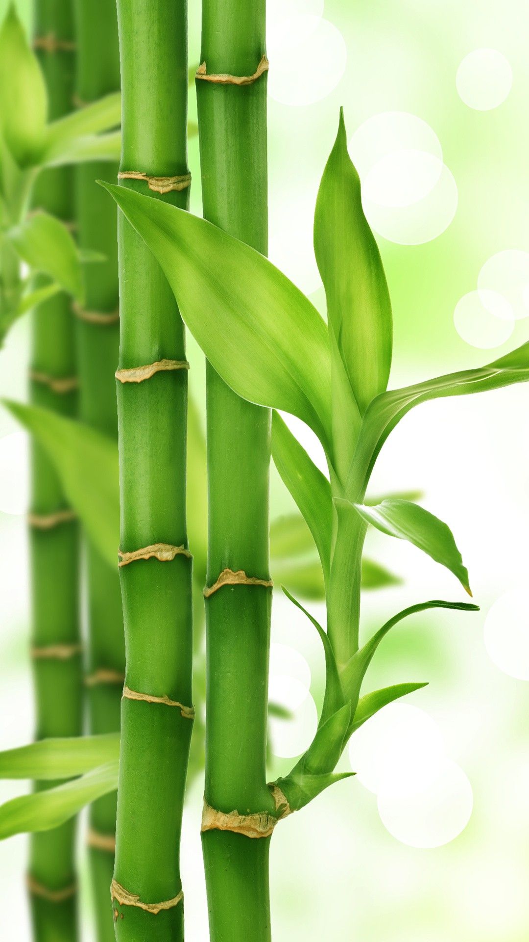 Bamboo Leaf Wallpapers
