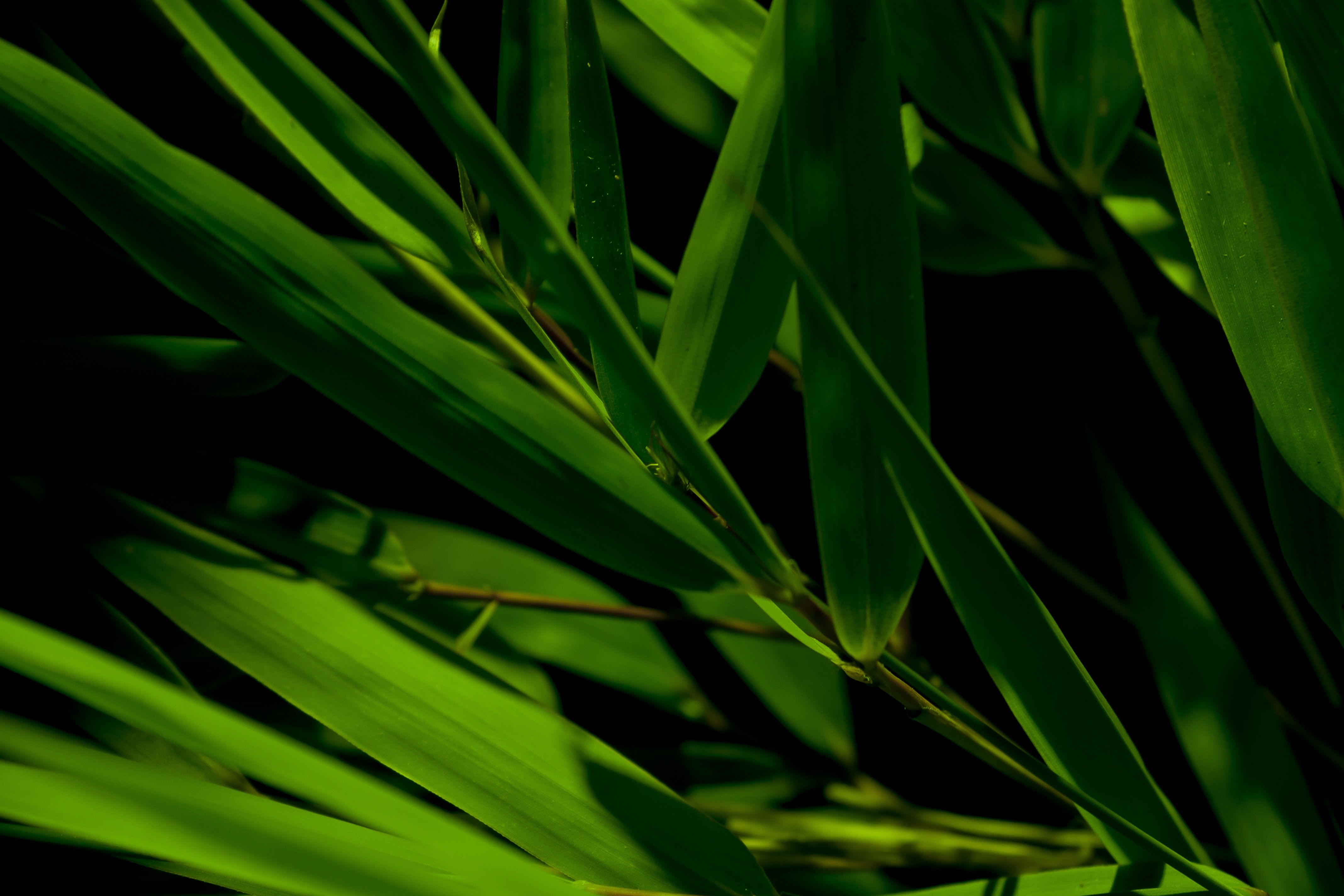 Bamboo Leaf Wallpapers