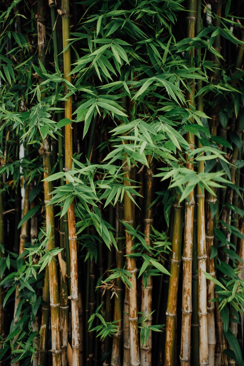 Bamboo Wallpapers