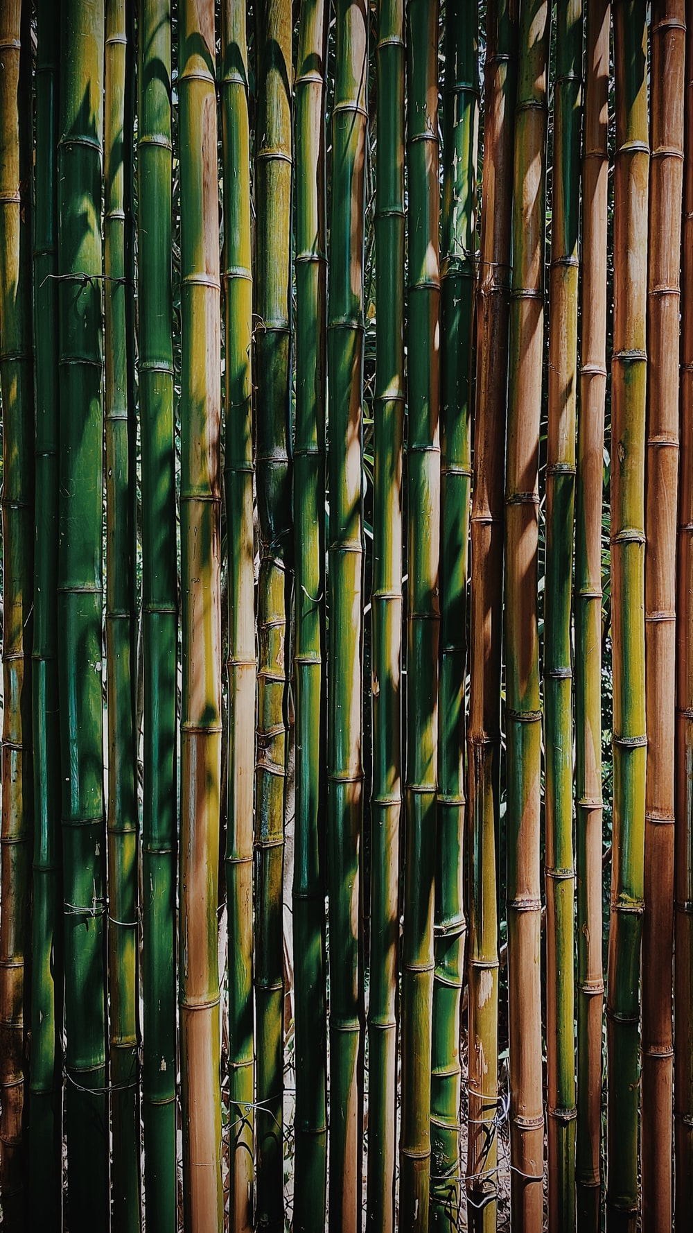 Bamboo Wallpapers