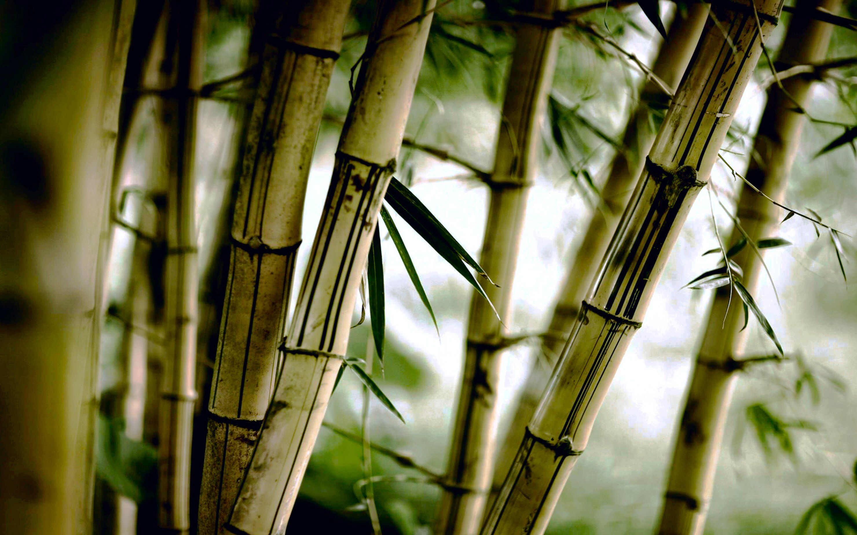 Bamboo Wallpapers