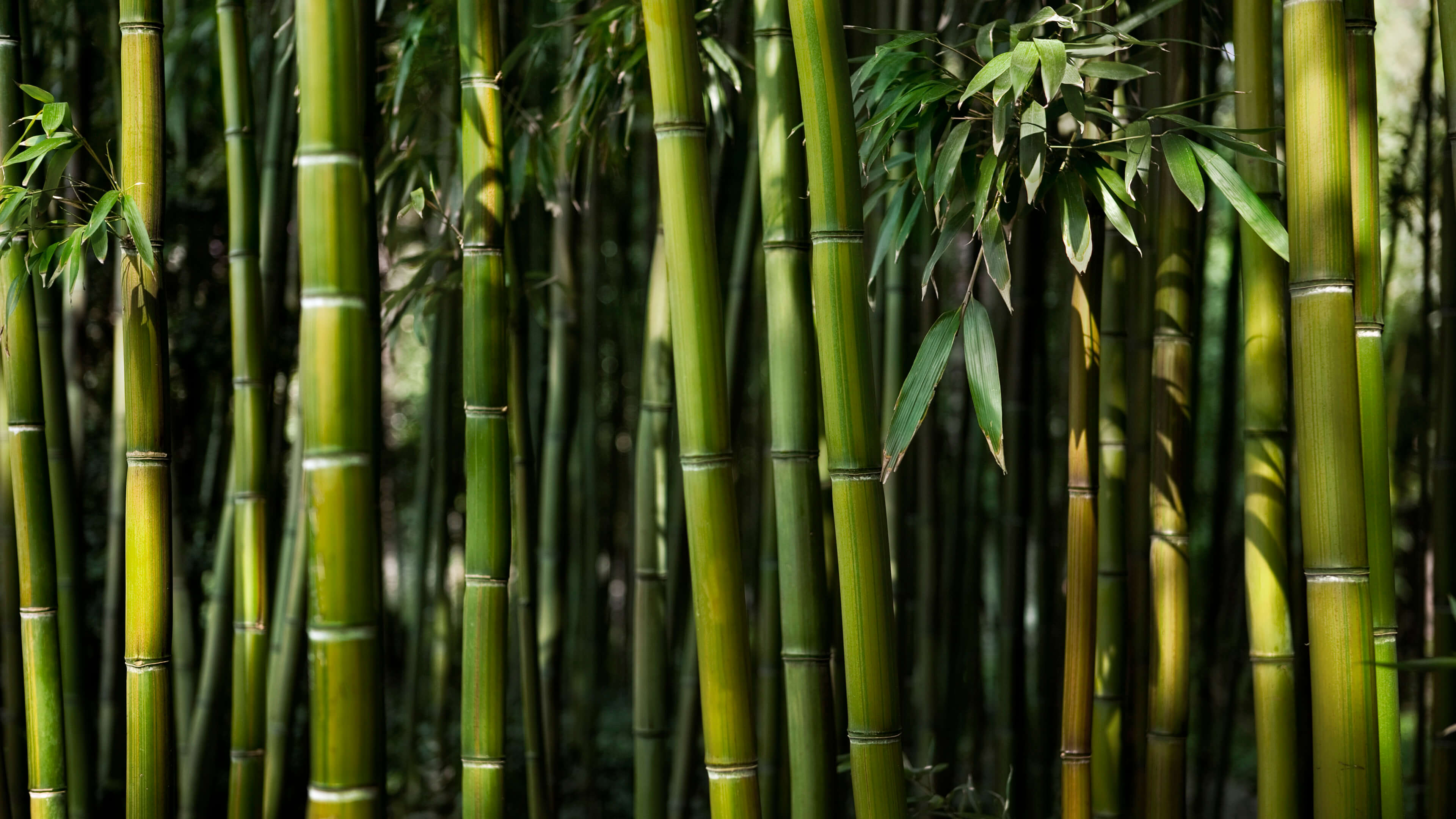 Bamboo Wallpapers