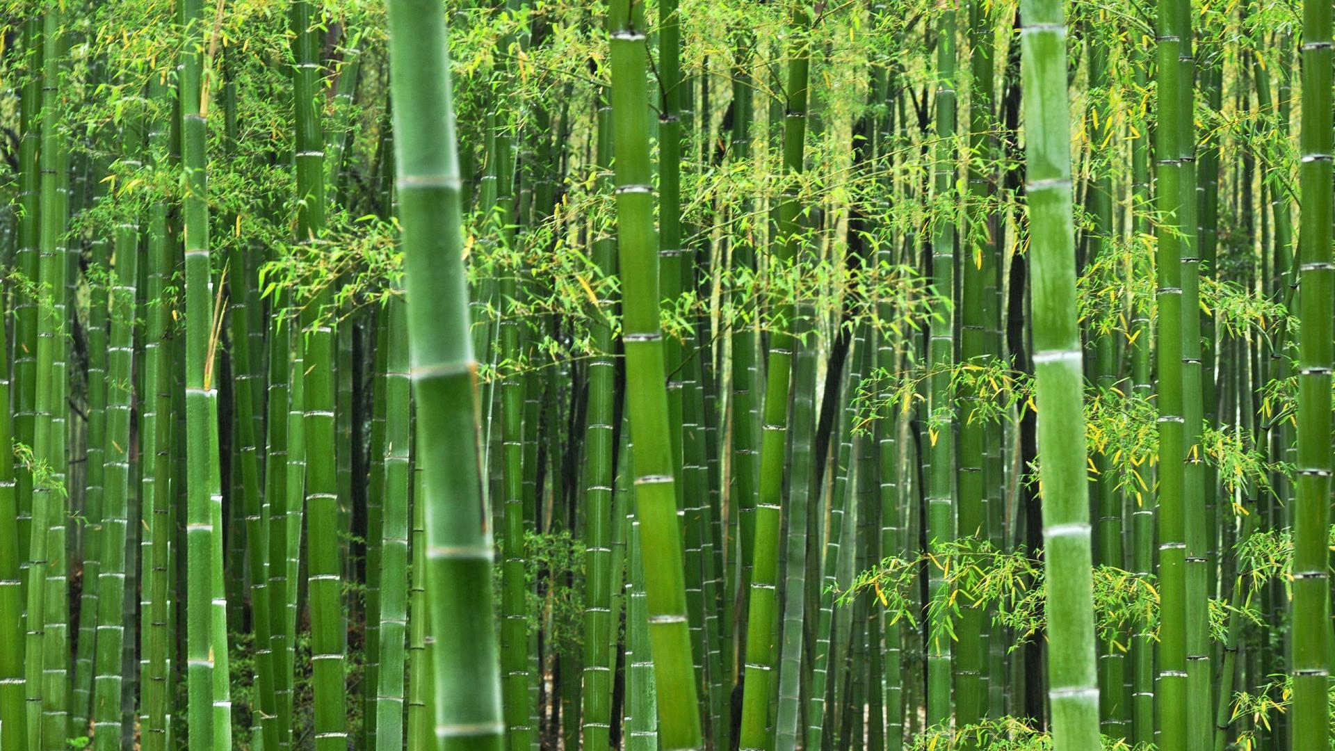 Bamboo Wallpapers