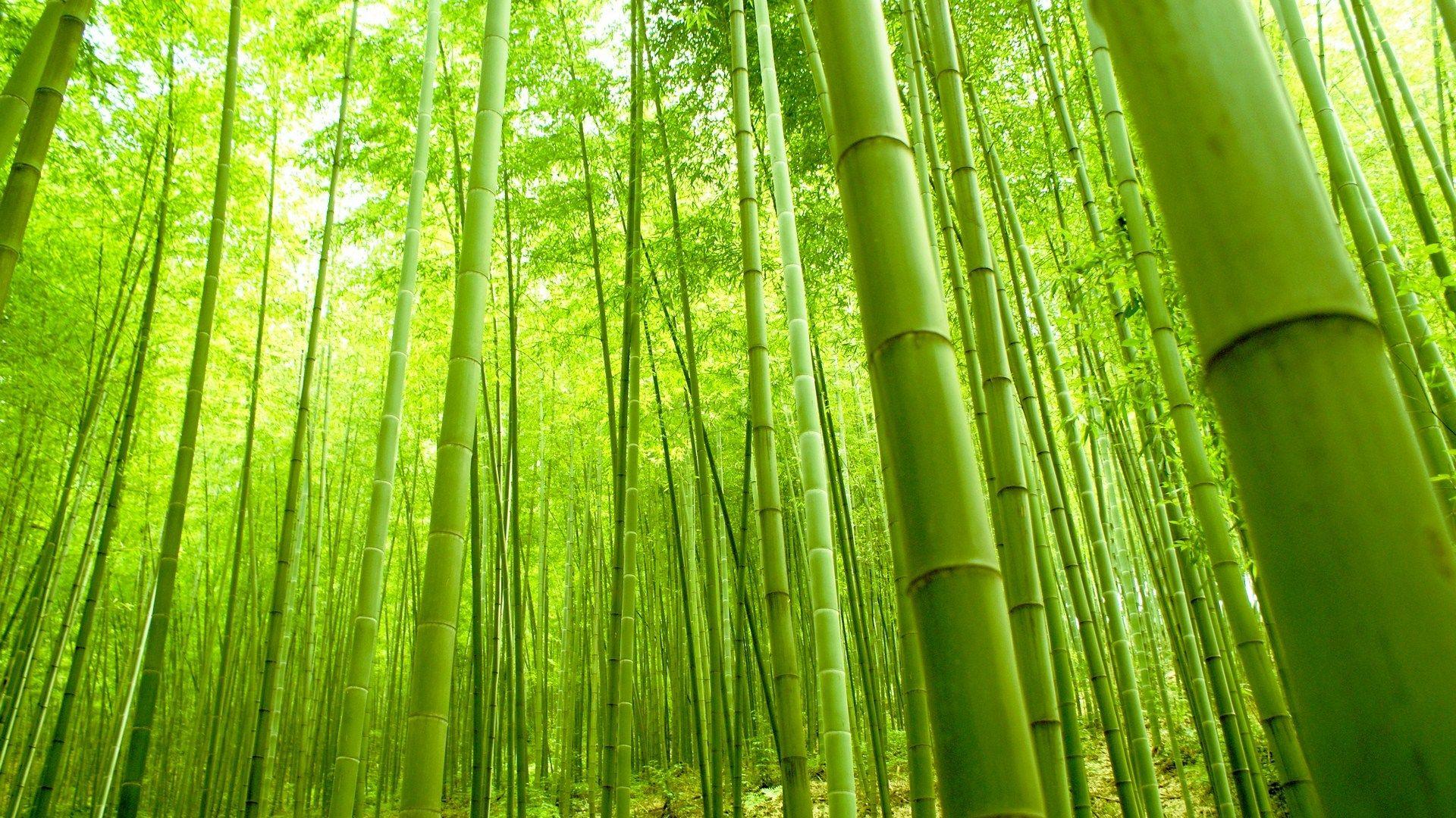 Bamboo Wallpapers