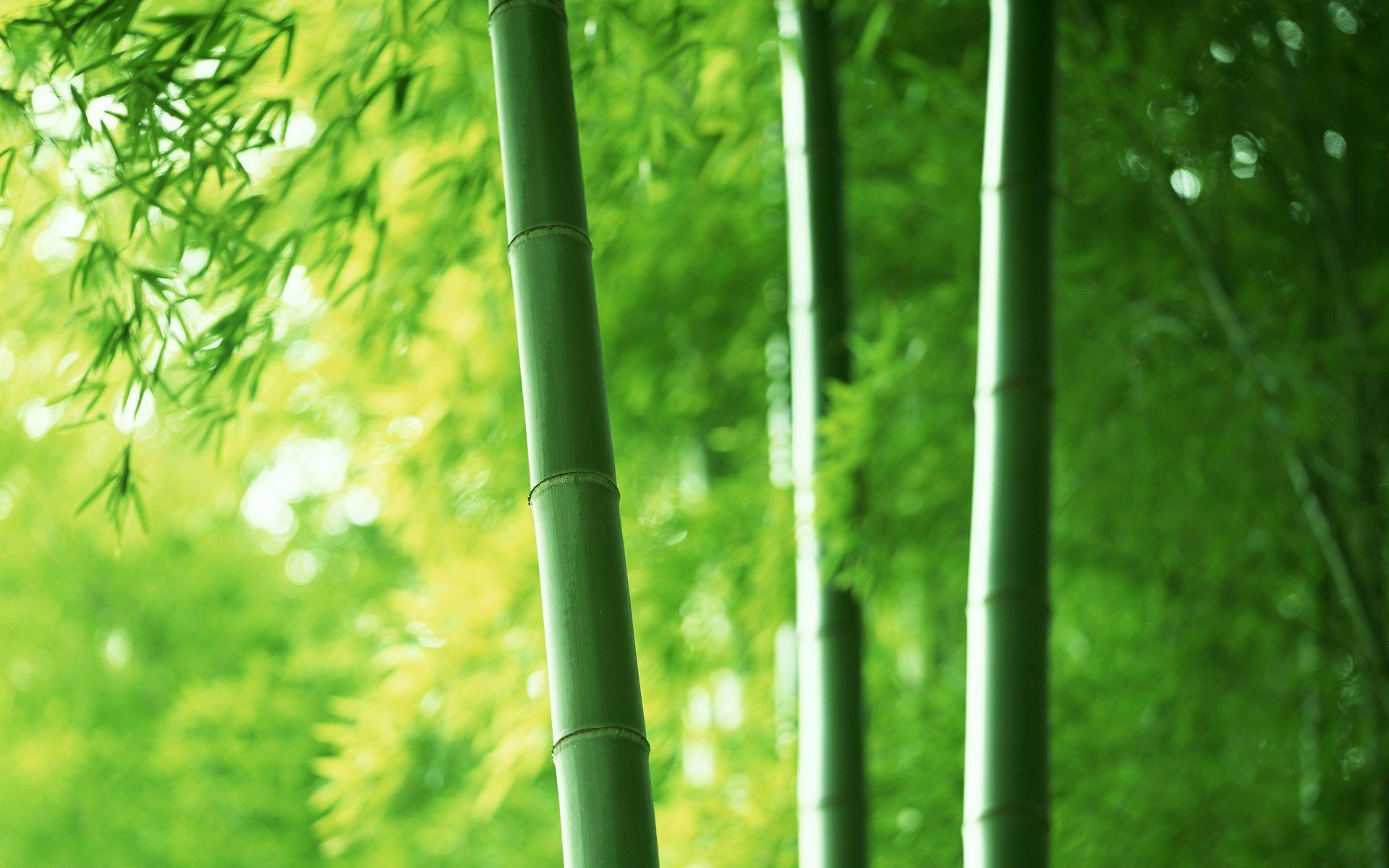 Bamboo Wallpapers