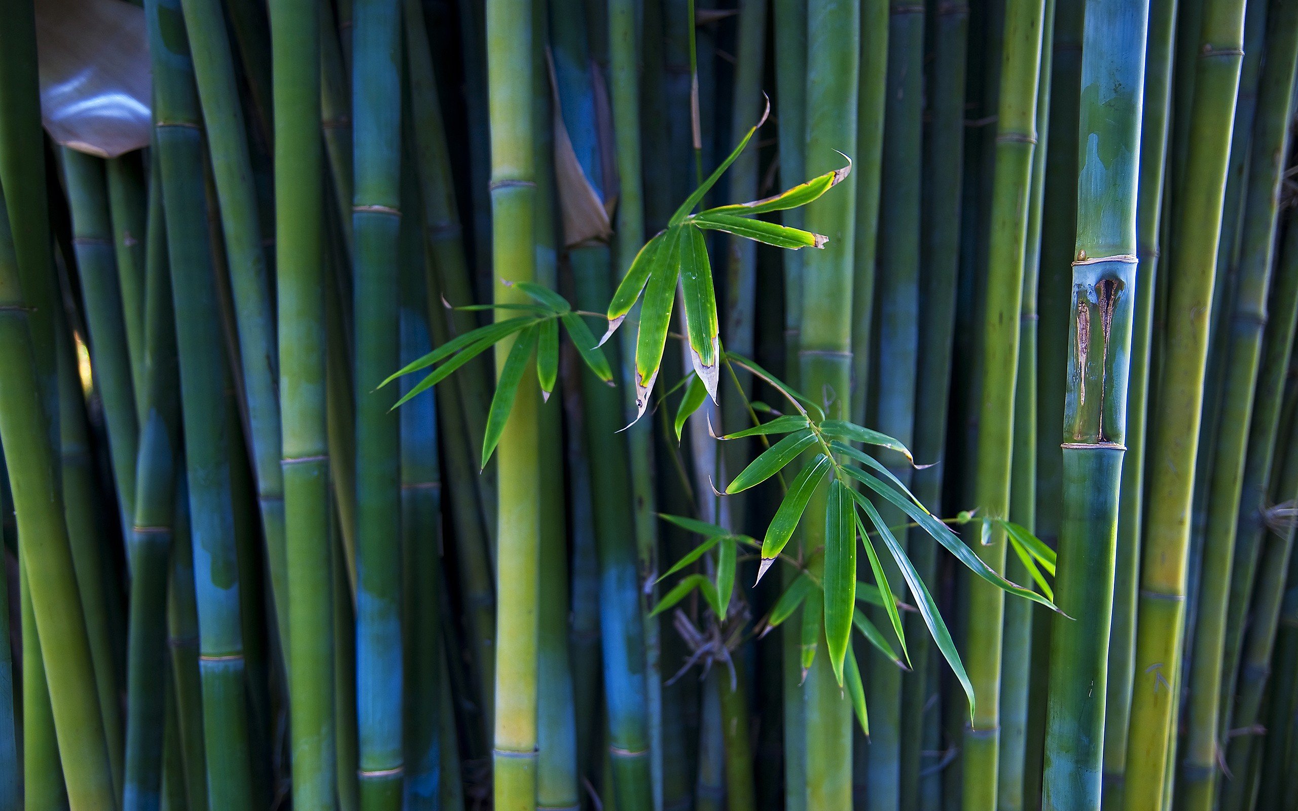 Bamboo Wallpapers