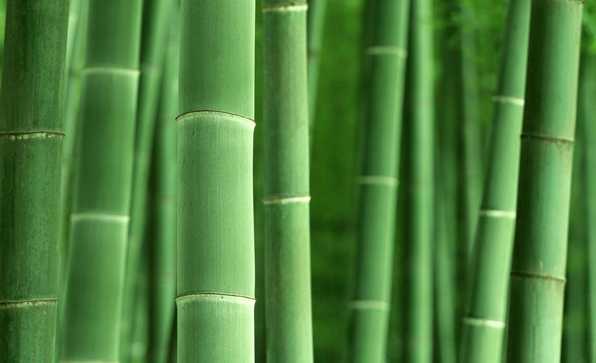 Bamboo Wallpapers