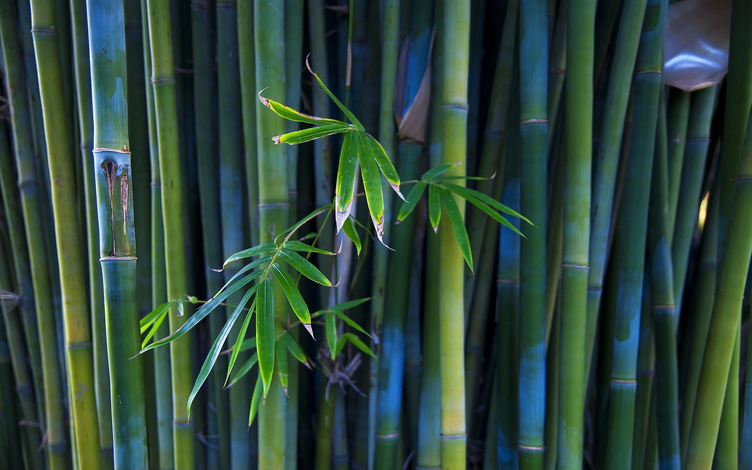 Bamboo Wallpapers