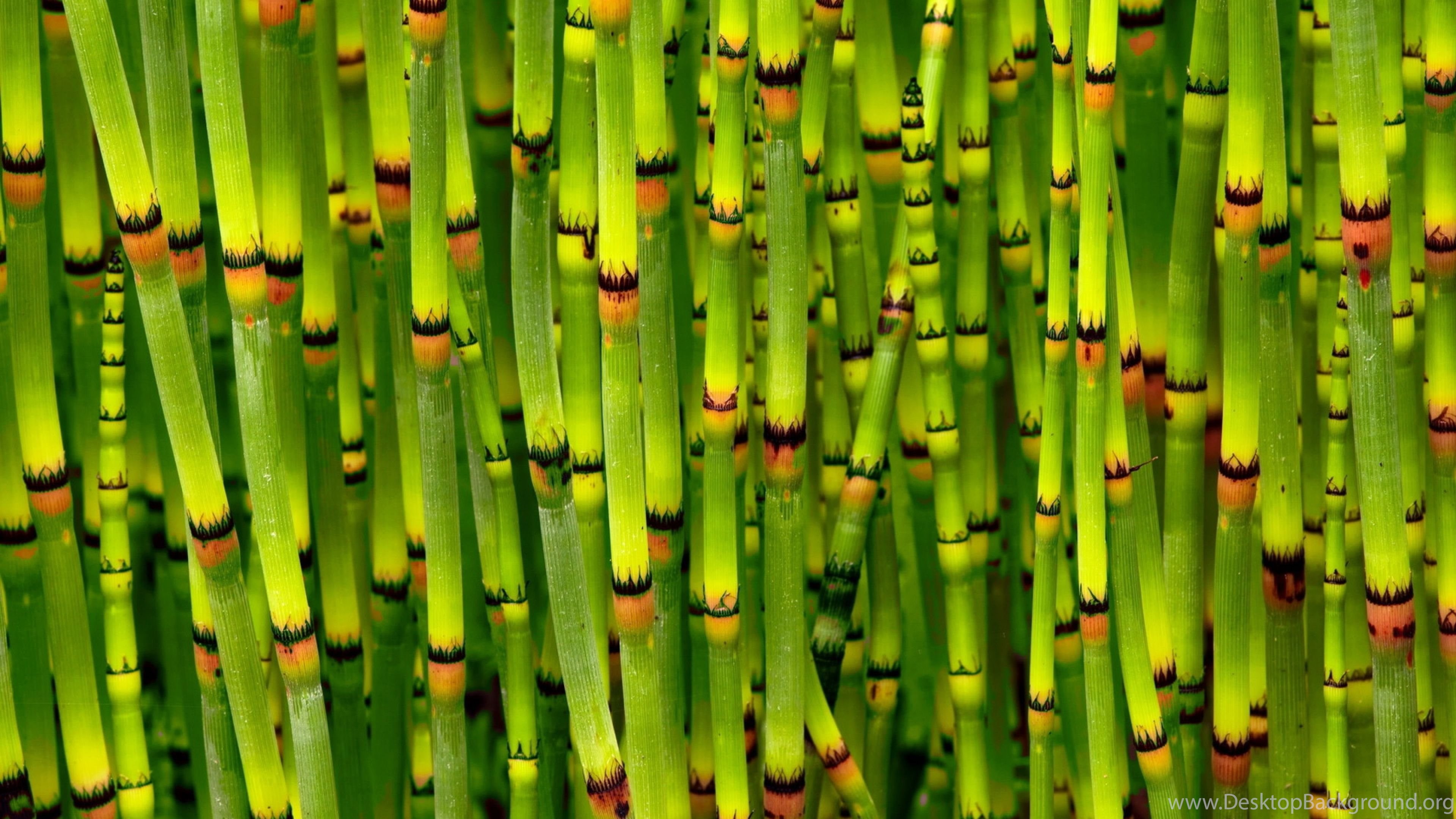 Bamboo Wallpapers