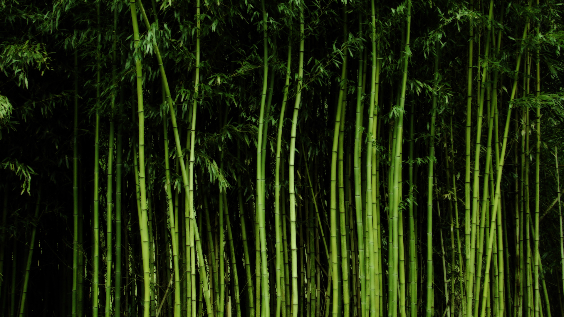 Bamboo Wallpapers